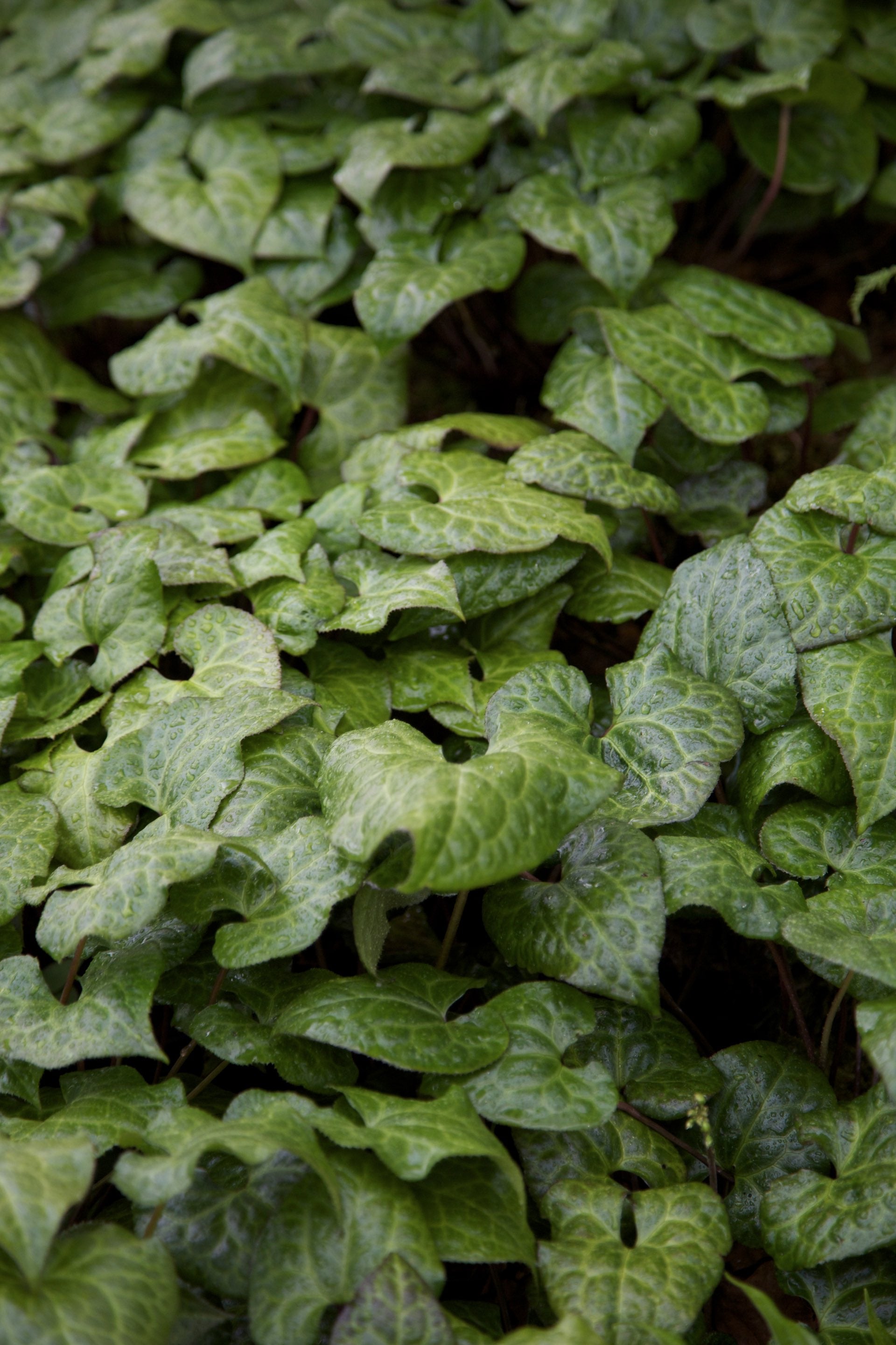 Beesia calthifolia