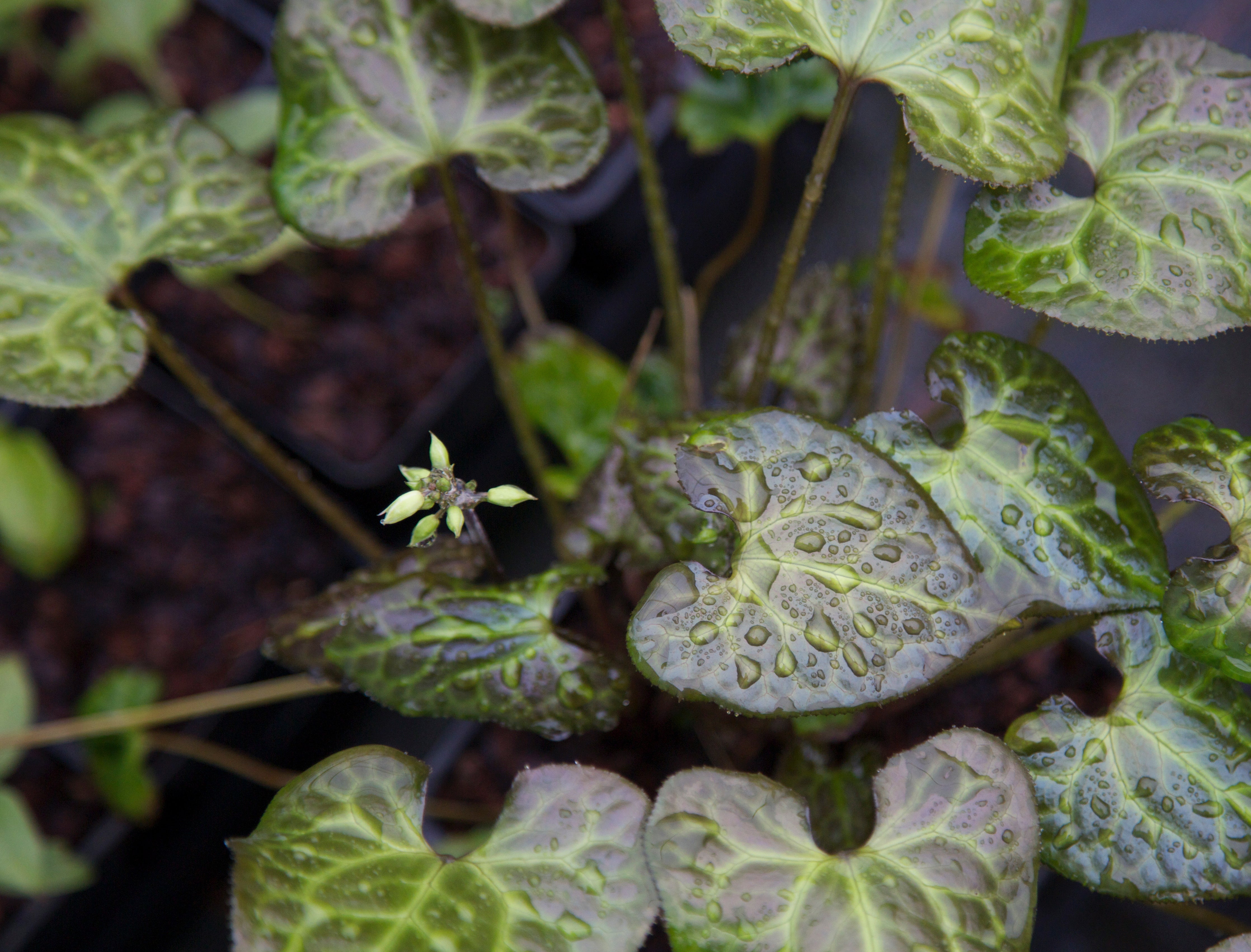 Beesia calthifolia