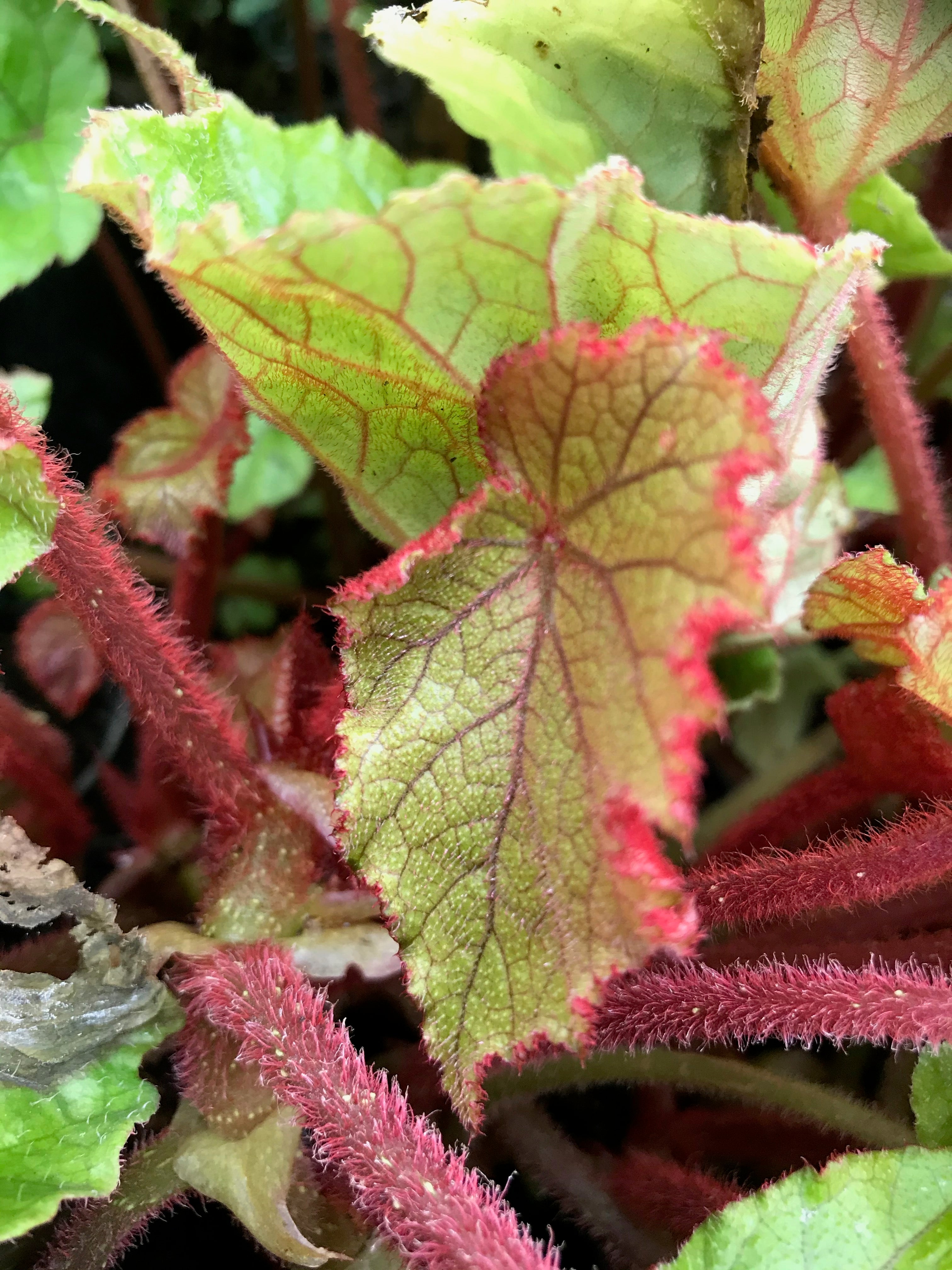 Begonia annulata