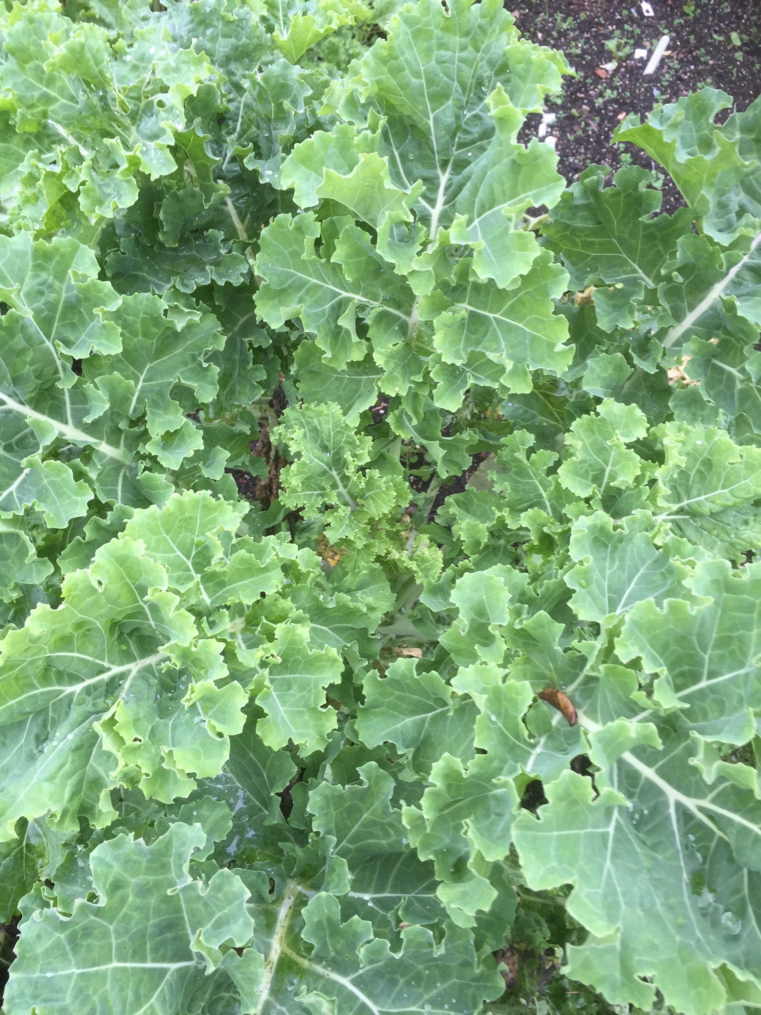 Brassica oleracea &#39;Pentland Brig&#39;