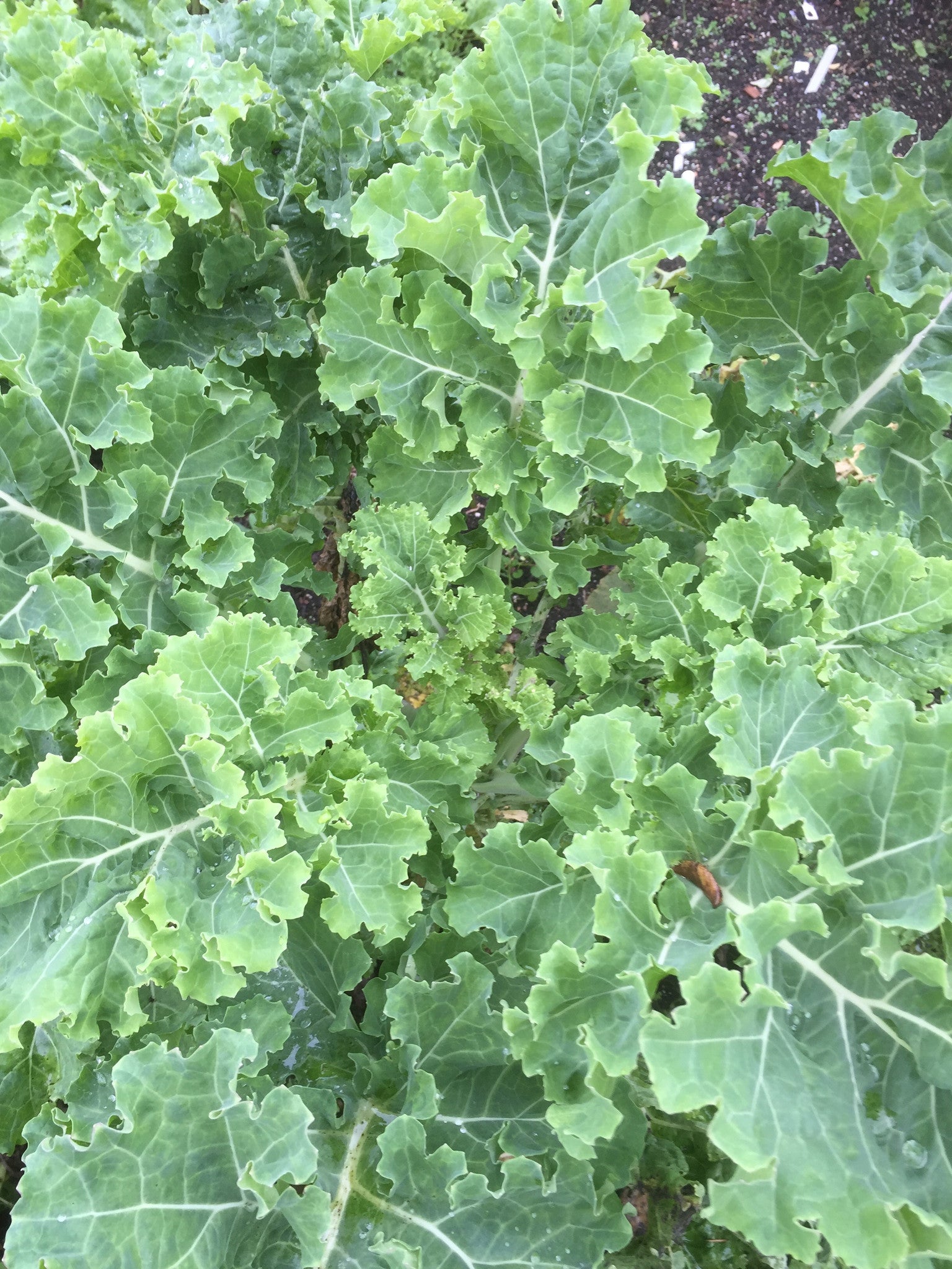Brassica oleracea 'Pentland Brig'