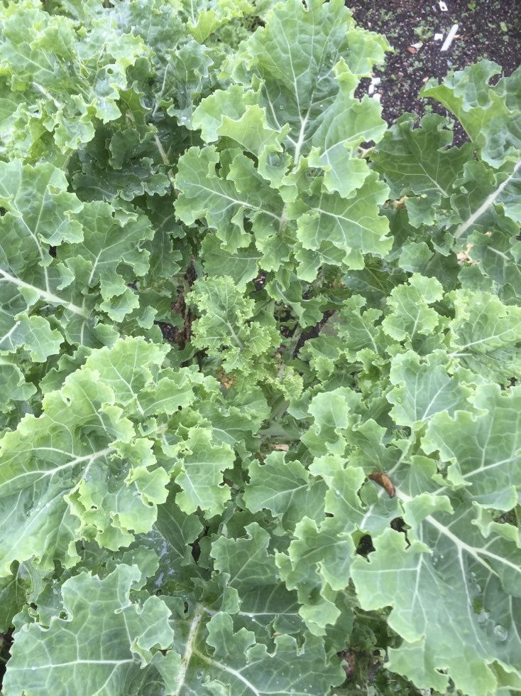 Brassica oleracea 'Pentland Brig'