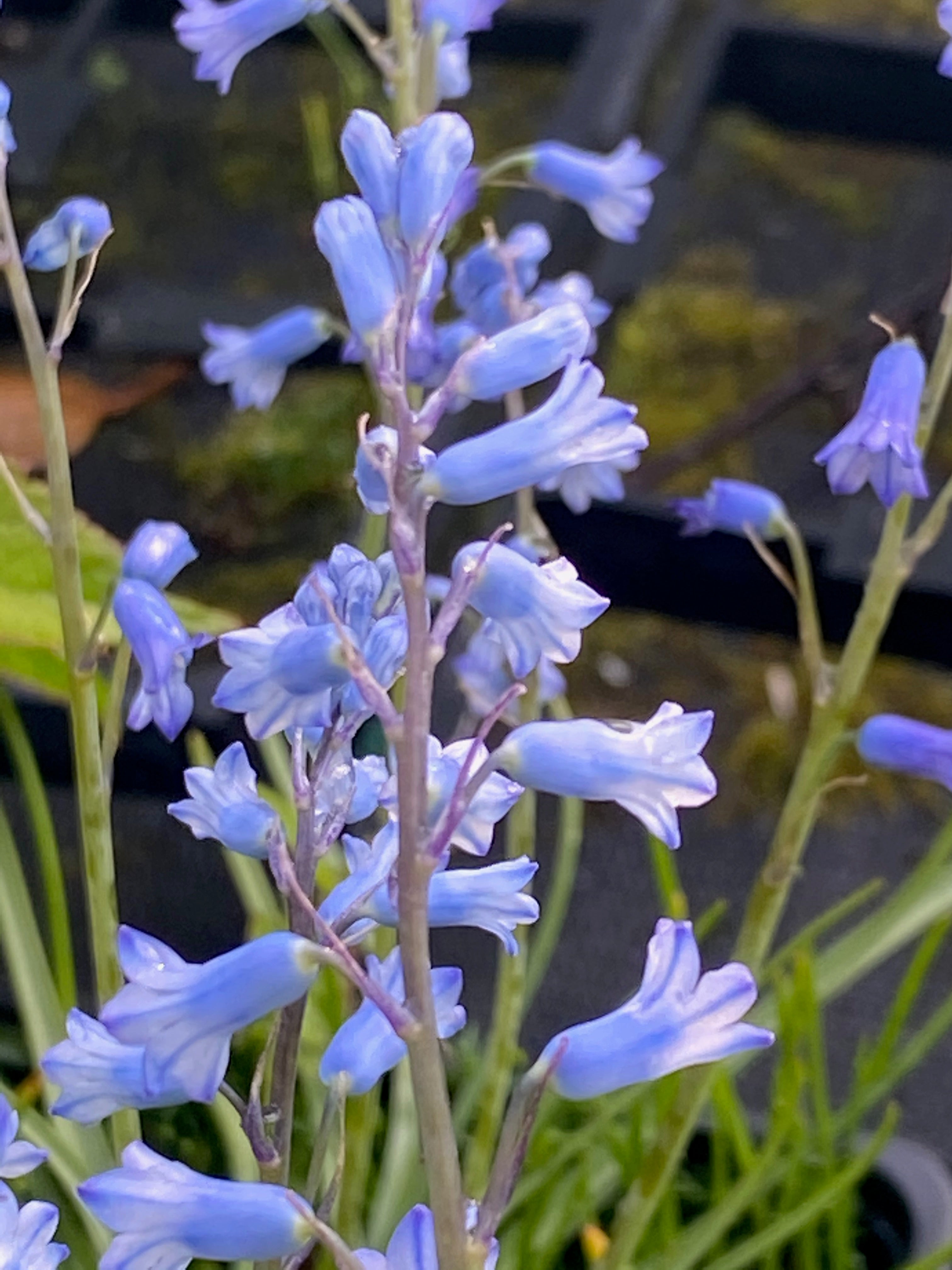 Brimeura amethystina AGM