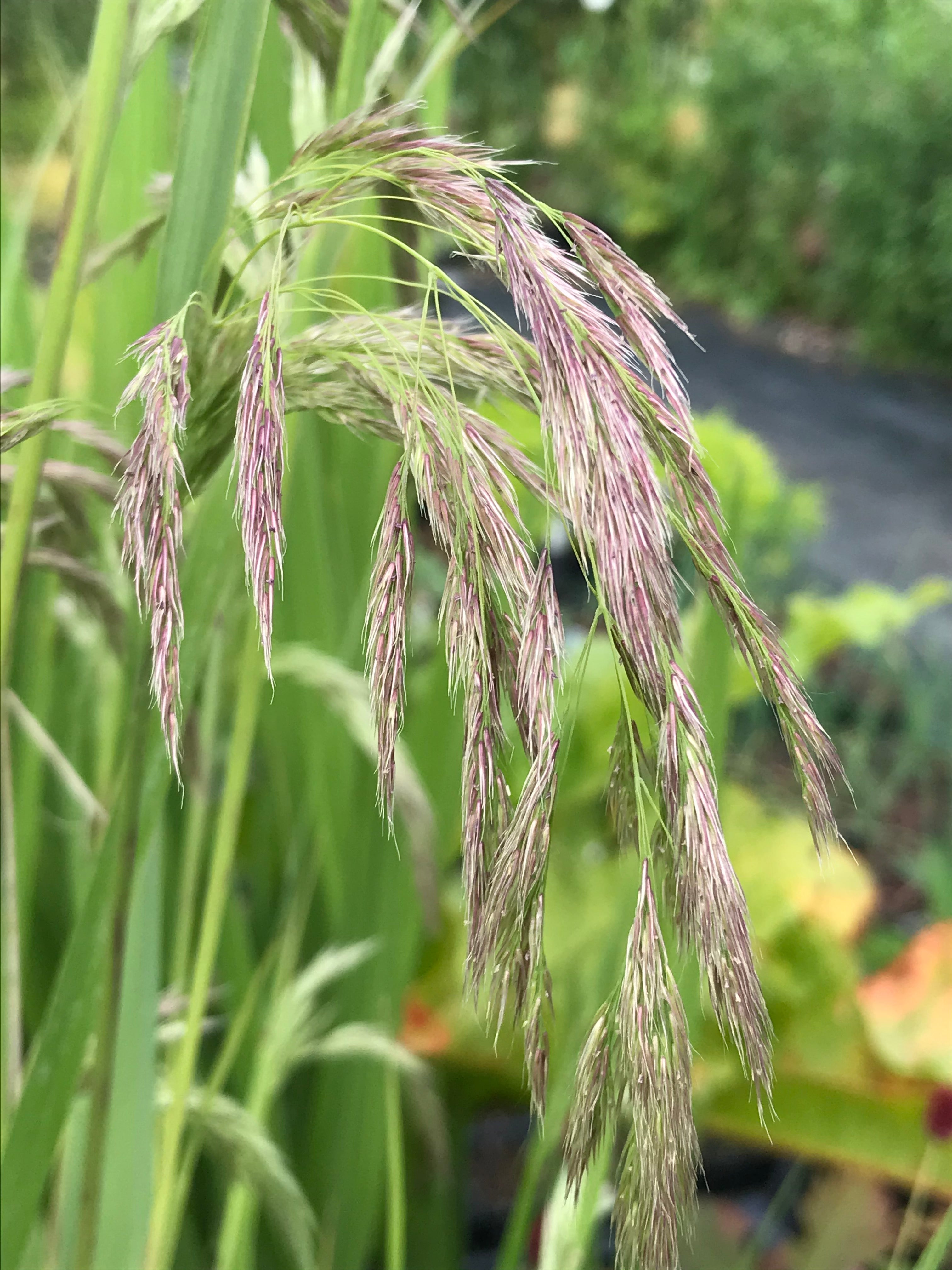 Calamagrostis emodensis