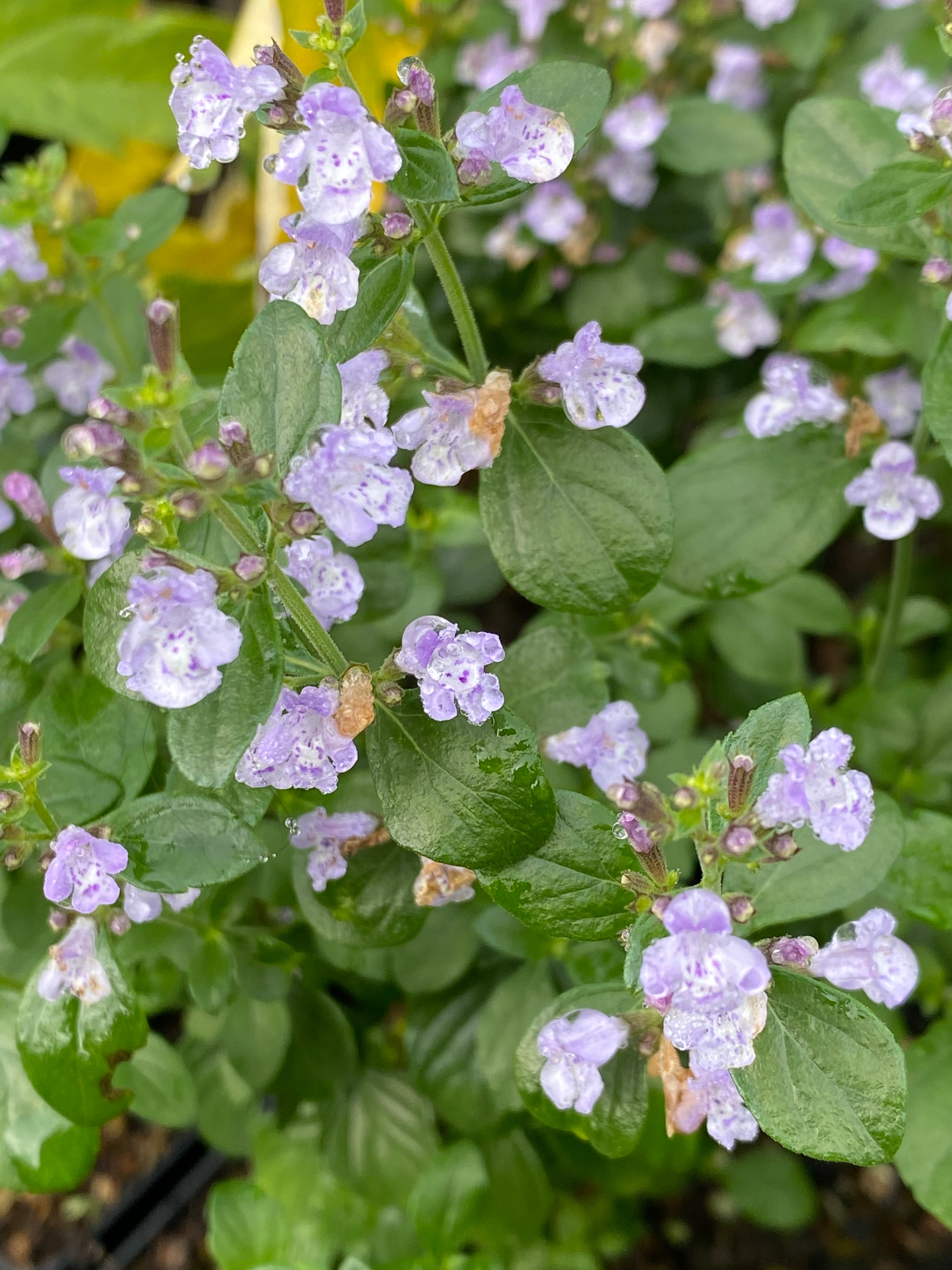 Calamintha nepeta 'Marvelette Blue'