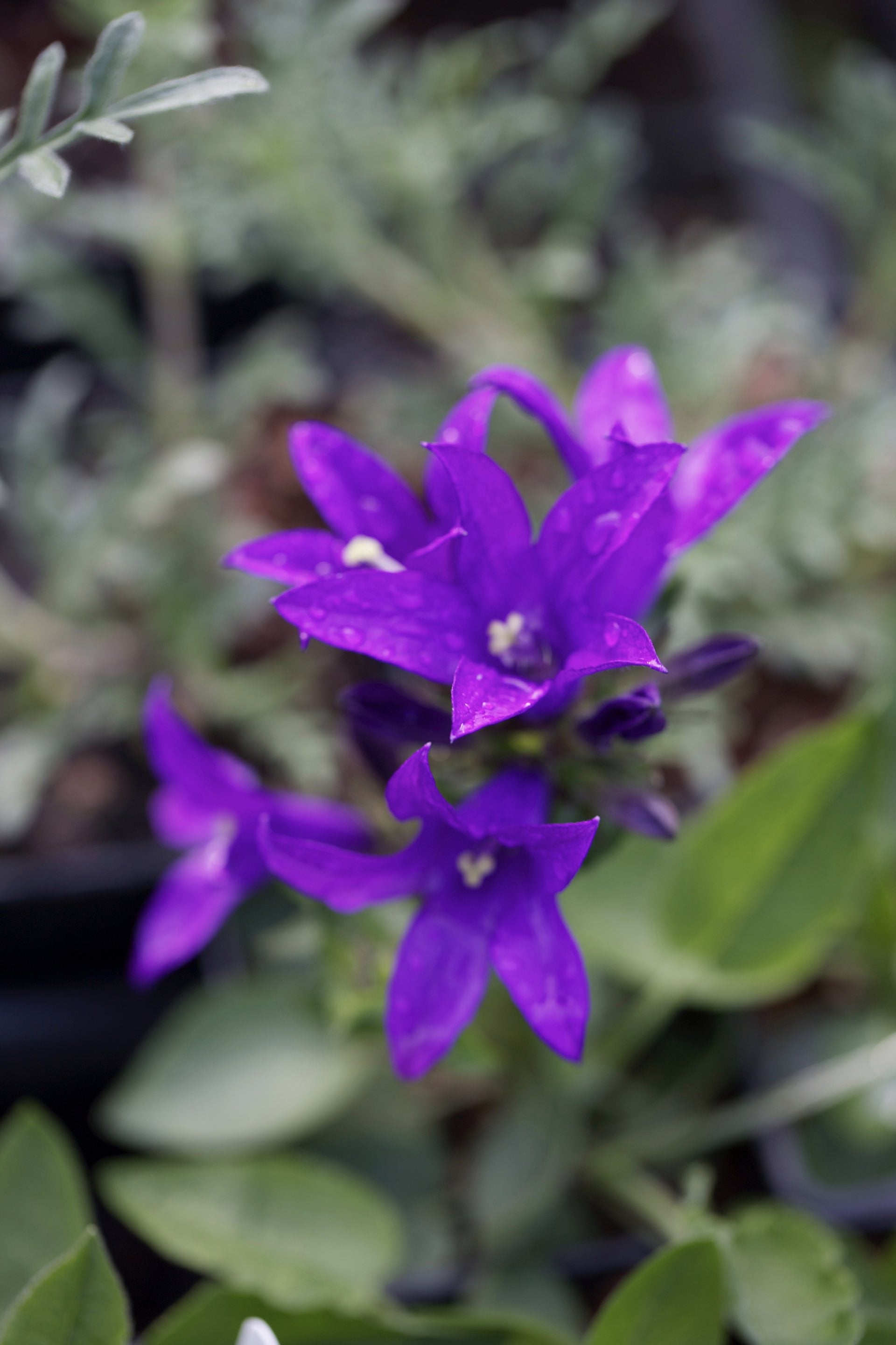 Campanula glomerata ‘Joan Elliott’