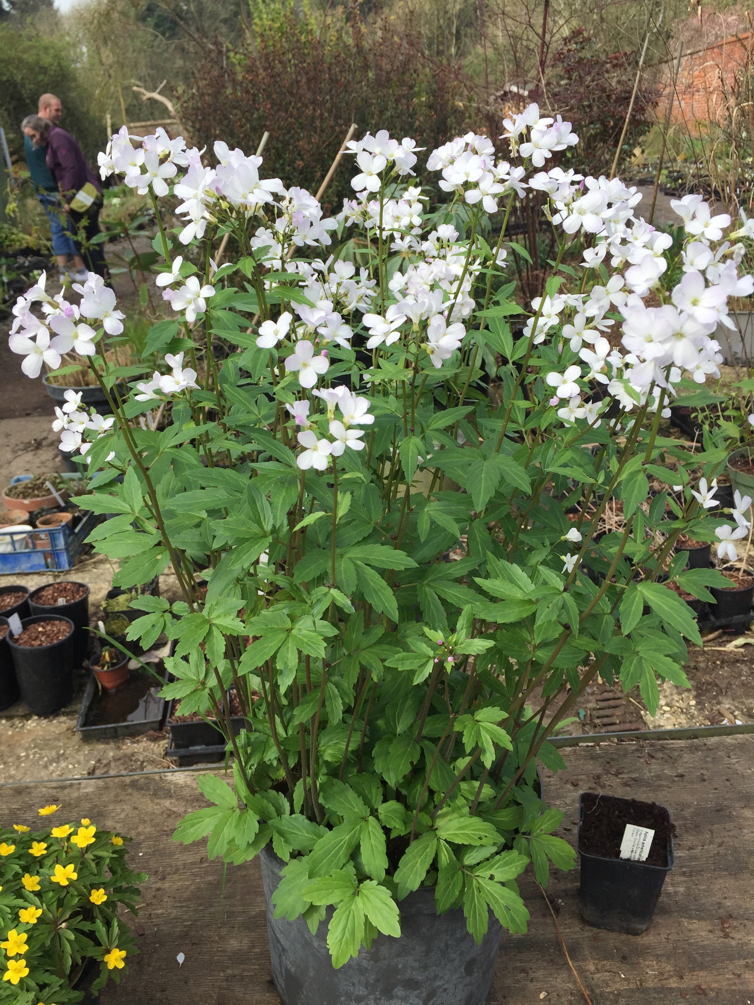 Cardamine bulbifera