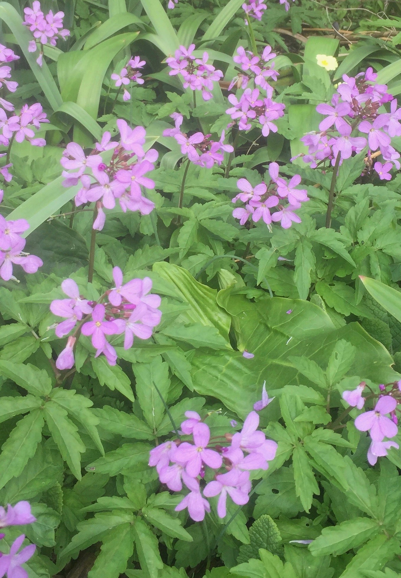 Cardamine quinquefolia