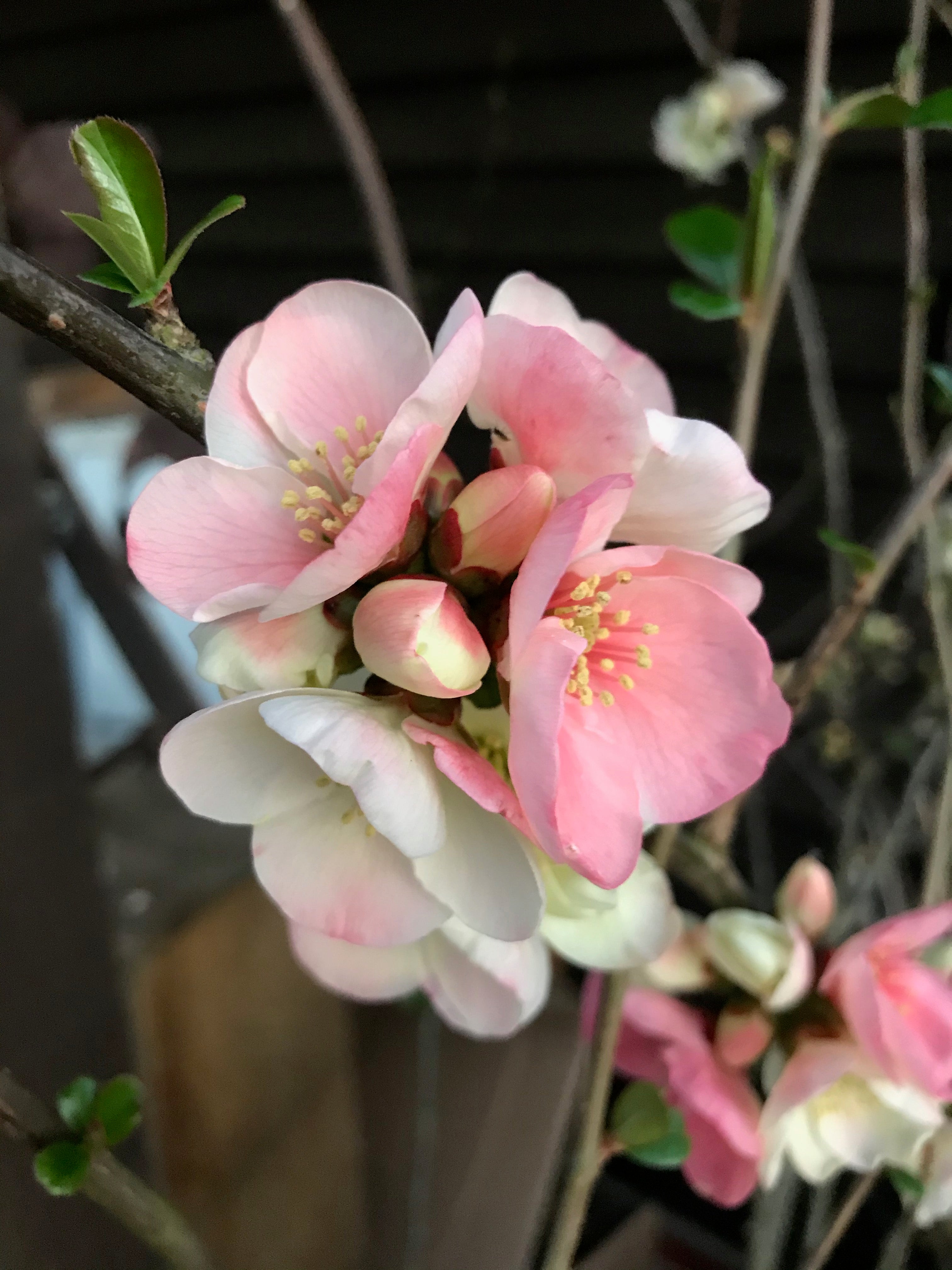 Chaenomeles speciosa ‘Moerloosei’ AGM