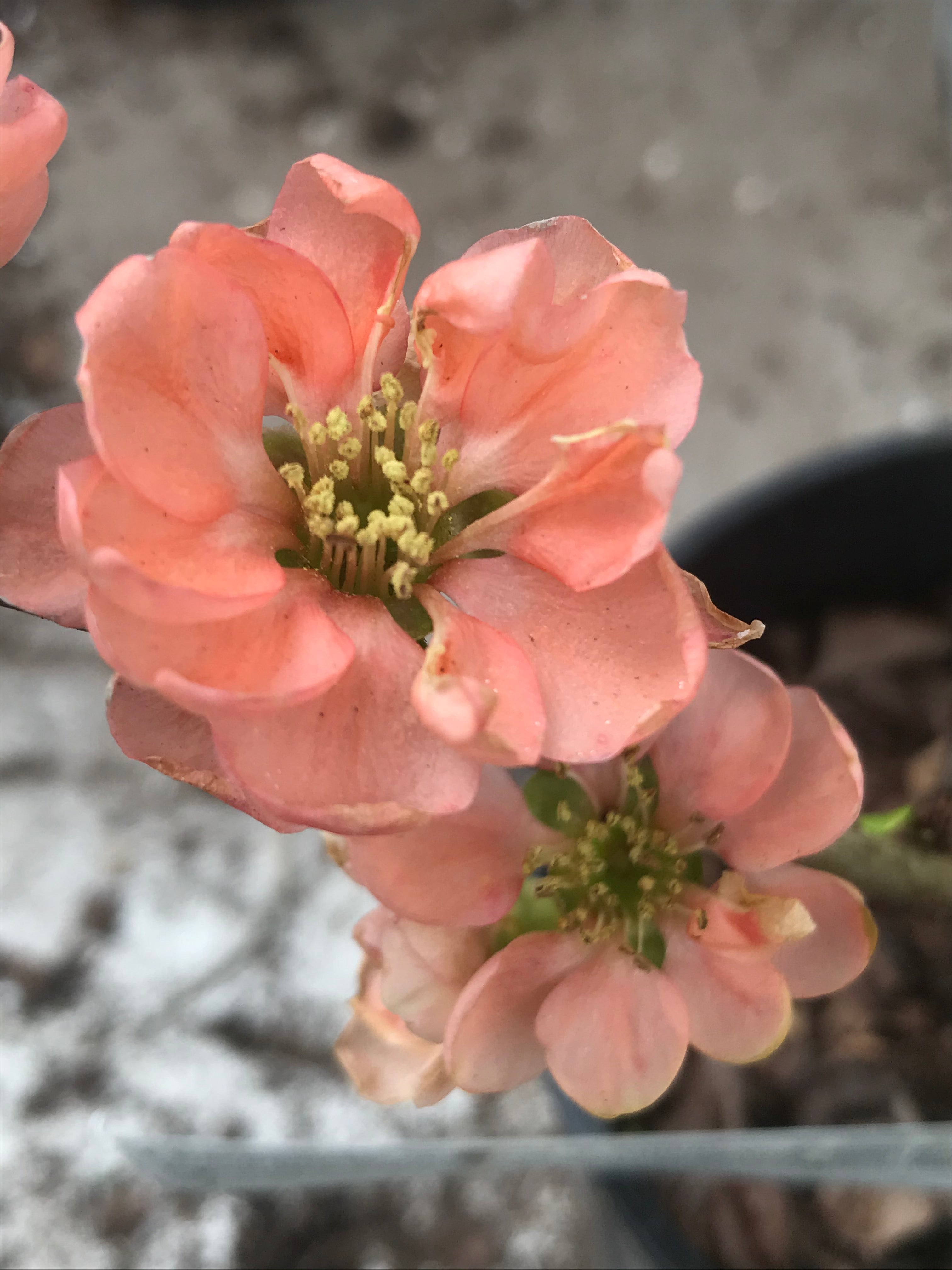 Chaenomeles x superba &#39;Cameo&#39;