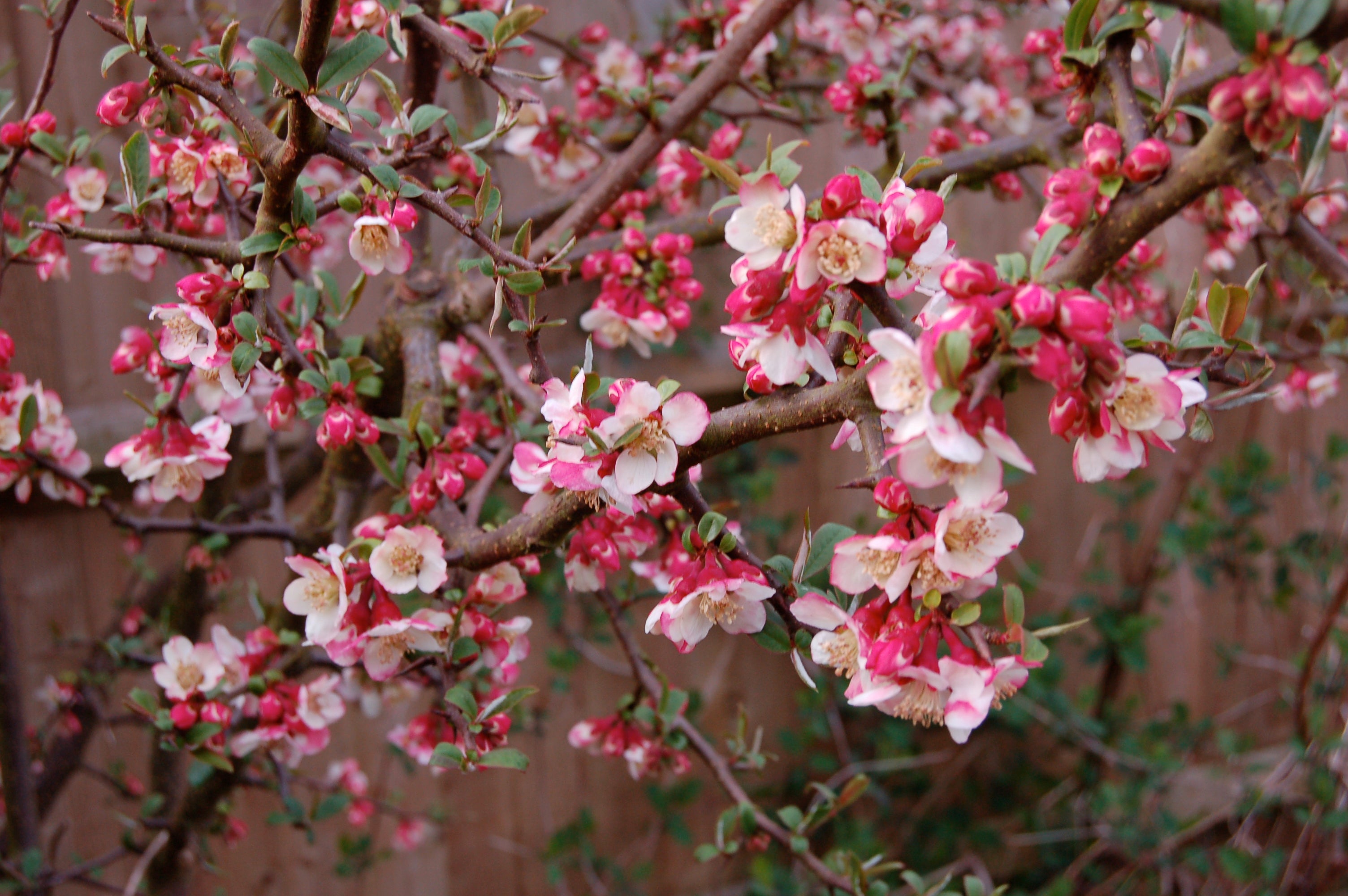 Chaenomeles cathayensis