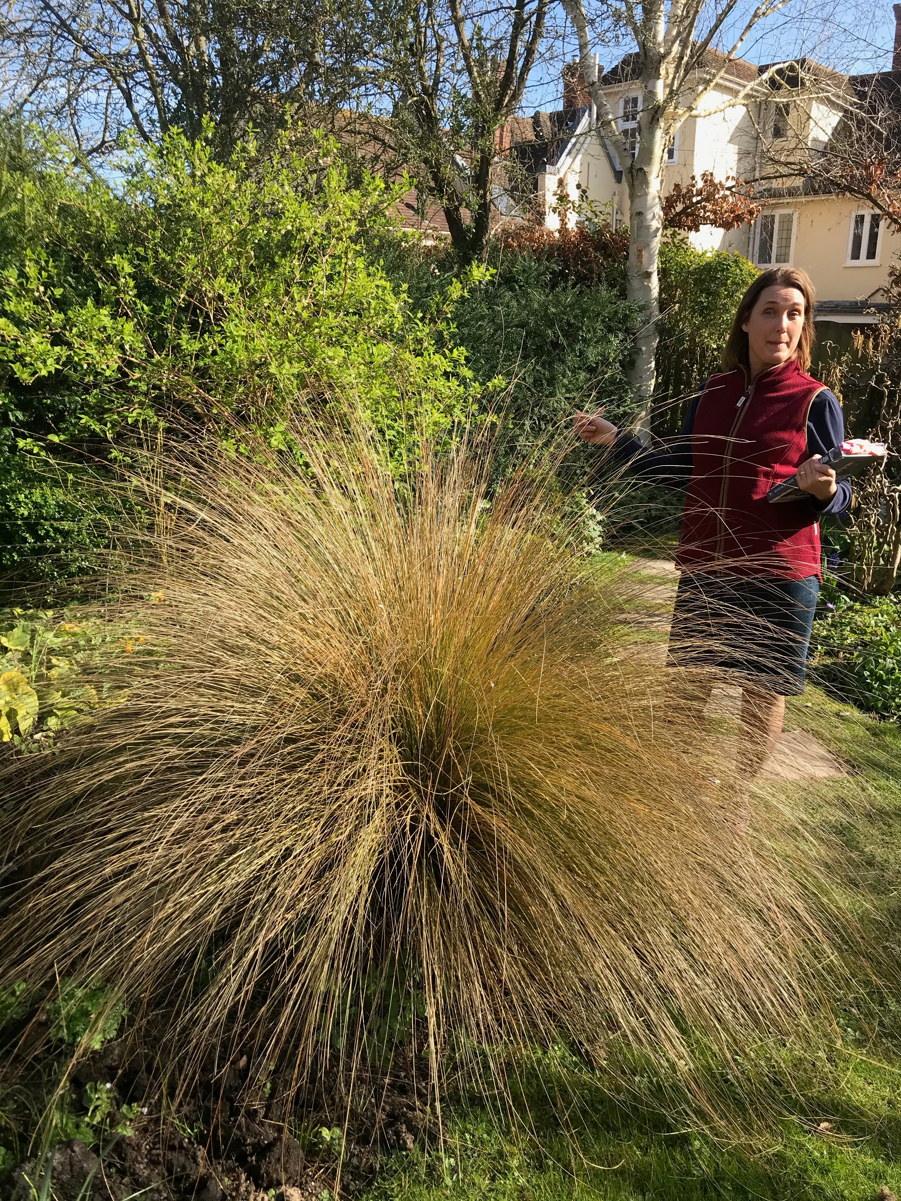 Chionochloa rubra