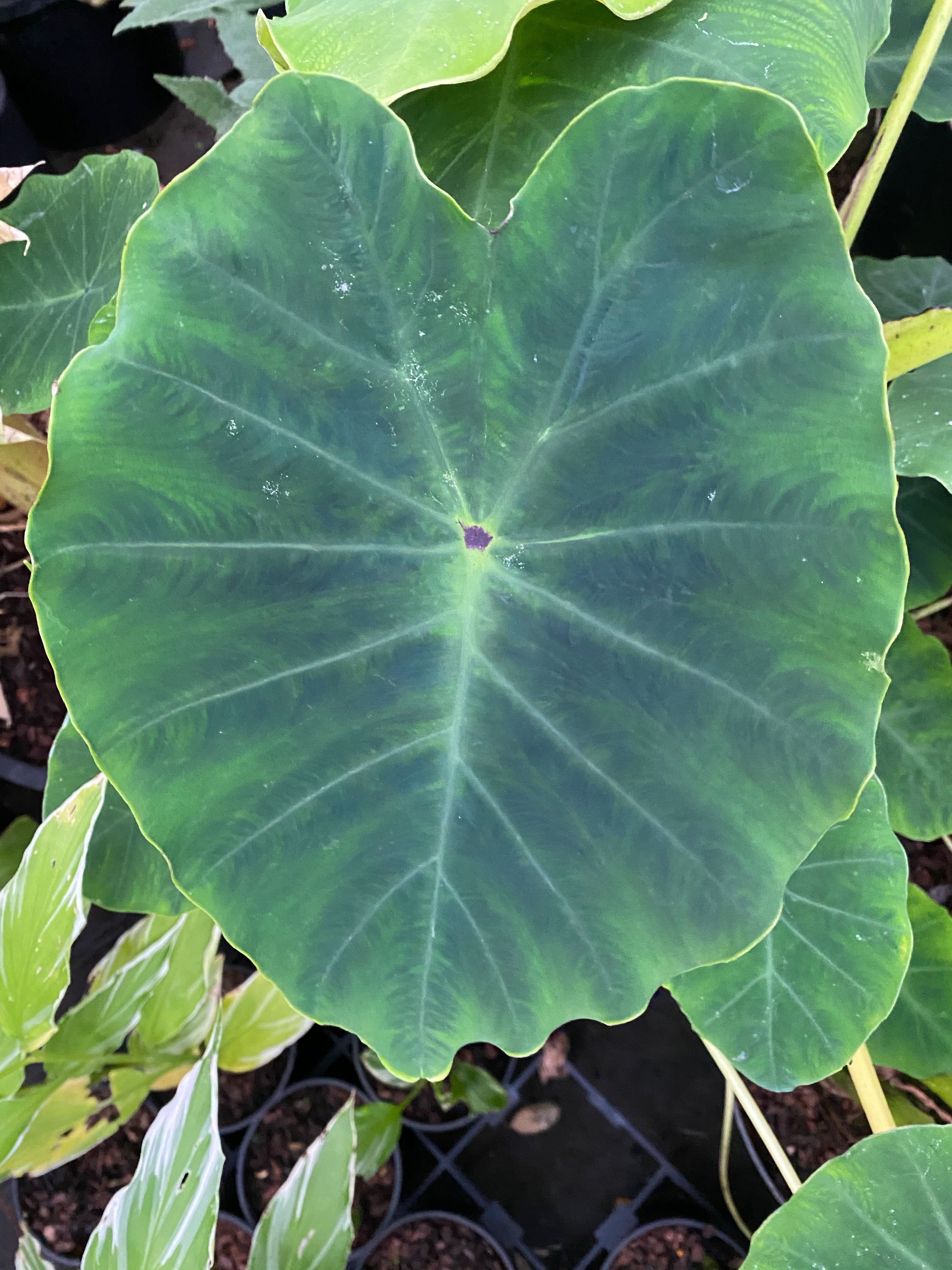 Colocasia gaoligongensis