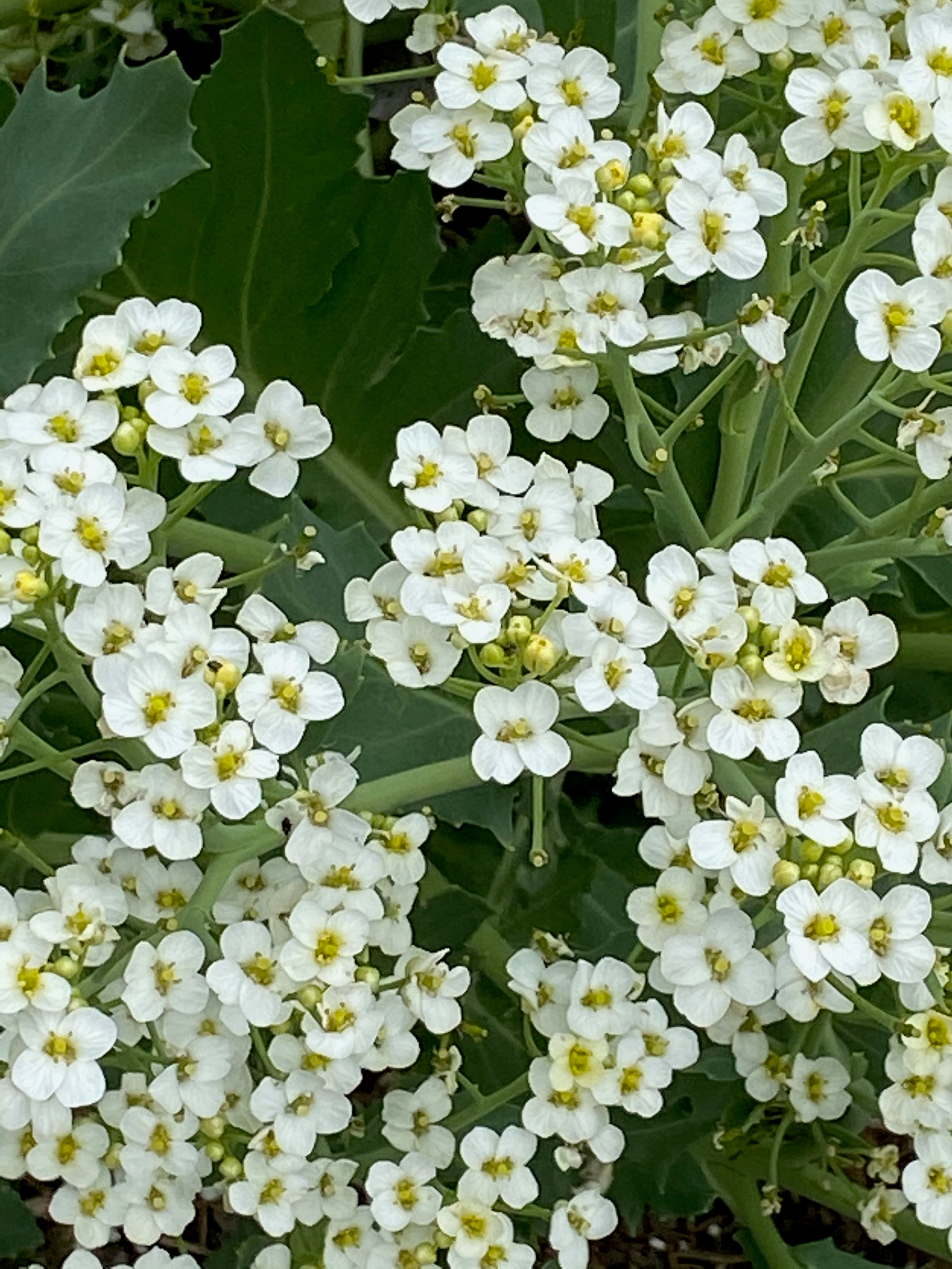 Crambe maritima