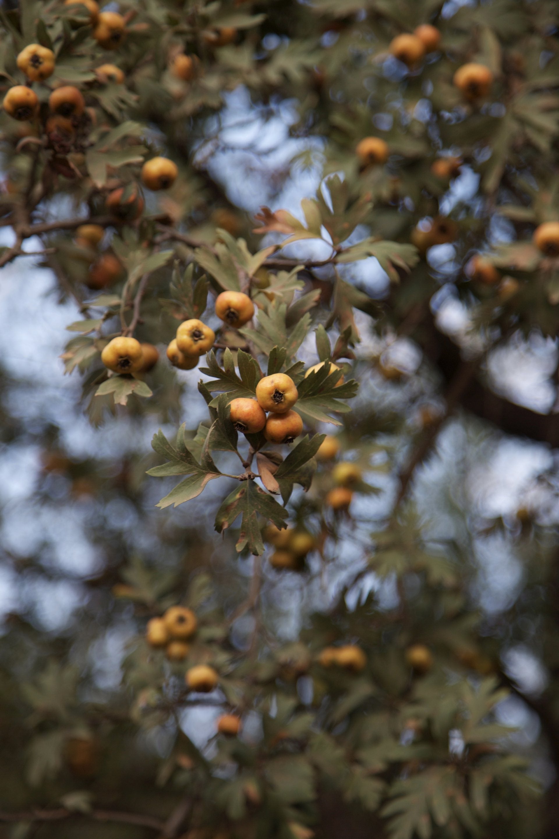 Crataegus azarolus