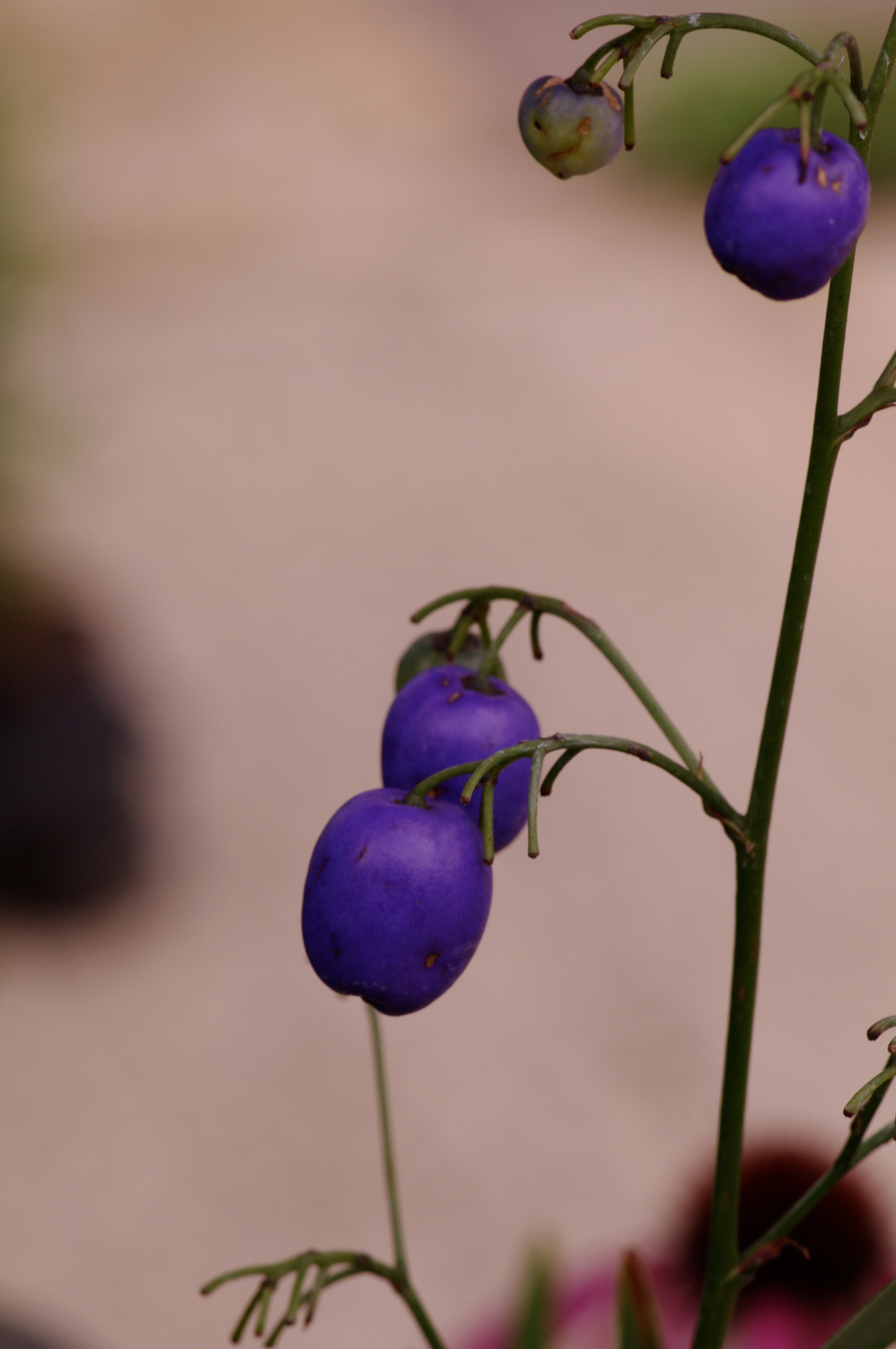 Dianella tasmanica