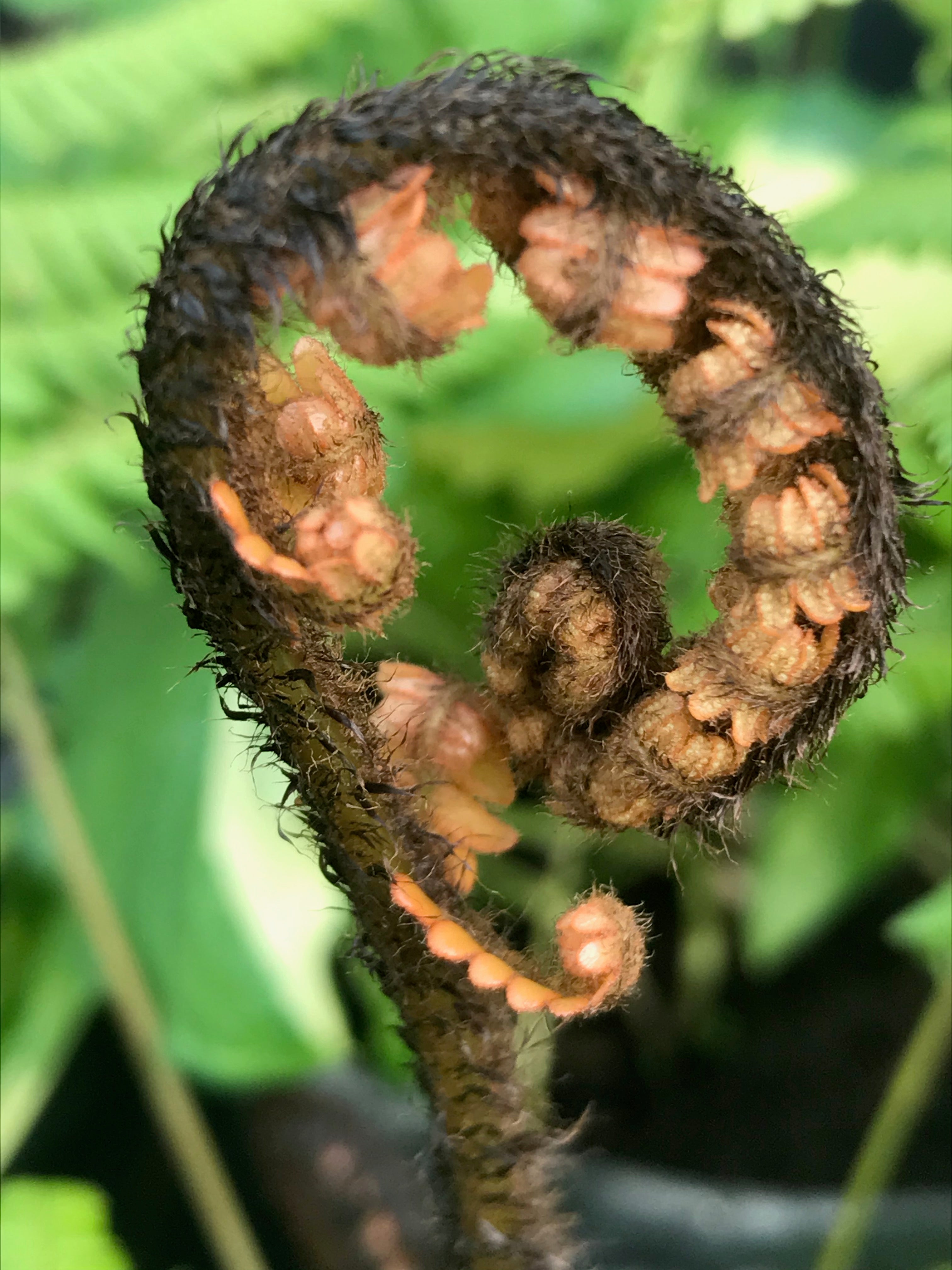 Dryopteris wallichiana 'Jurassic Gold'