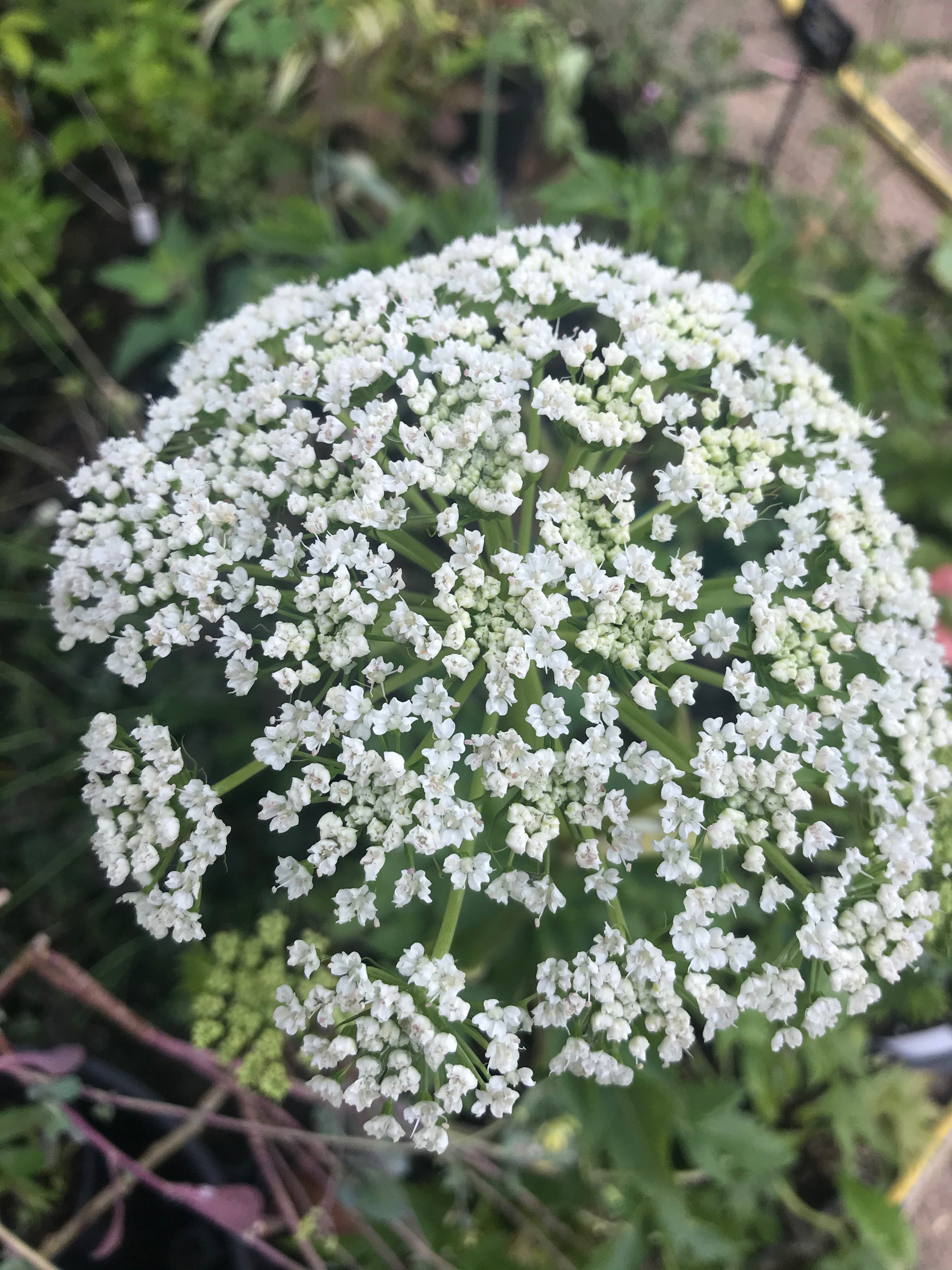 Dystaenia takisimana