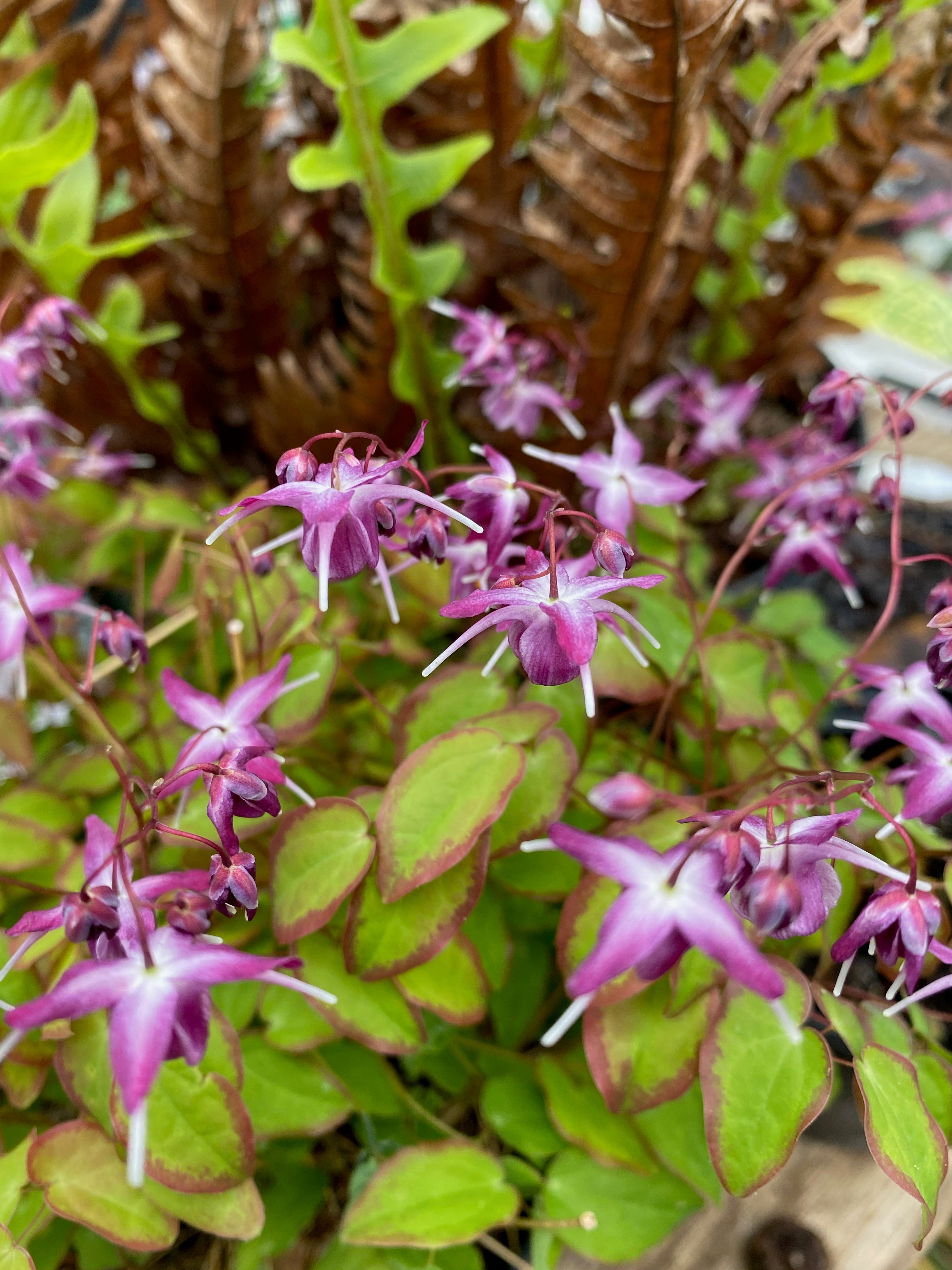 Epimedium grandiflorum ‘Freya’