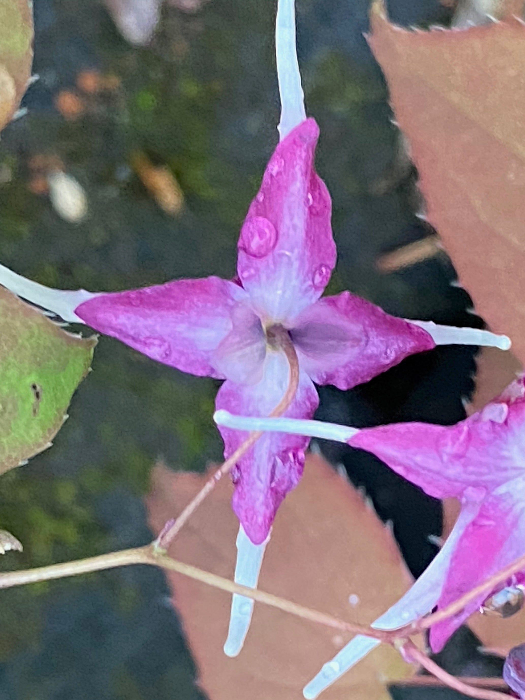 Epimedium grandiflorum ‘Queen Esta’