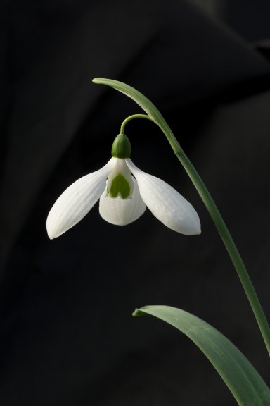 Galanthus elwesii 'Wessex Titan'