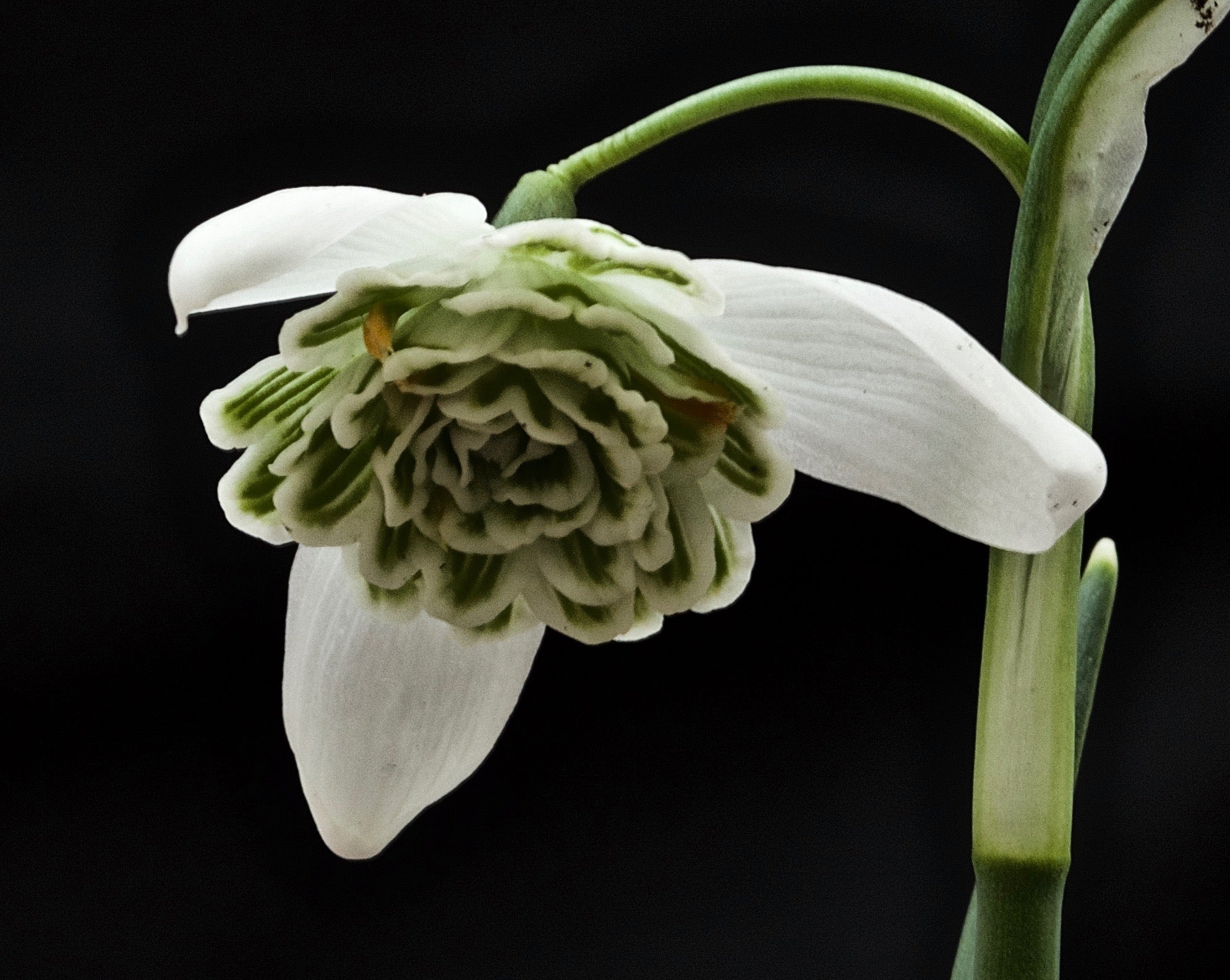 Galanthus nivalis ‘Bagpuize Virginia’