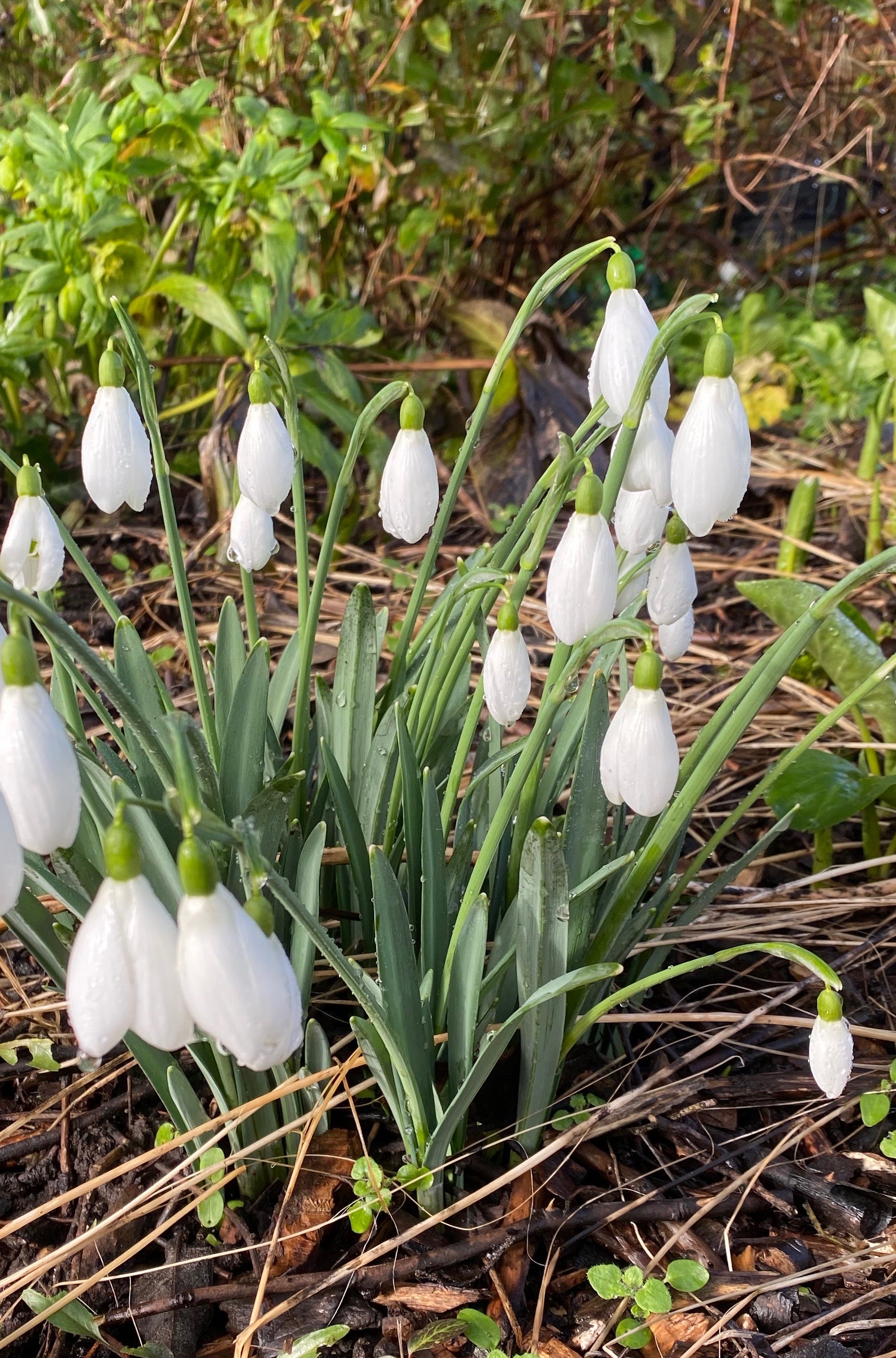 Galanthus ‘Brenda Troyle’