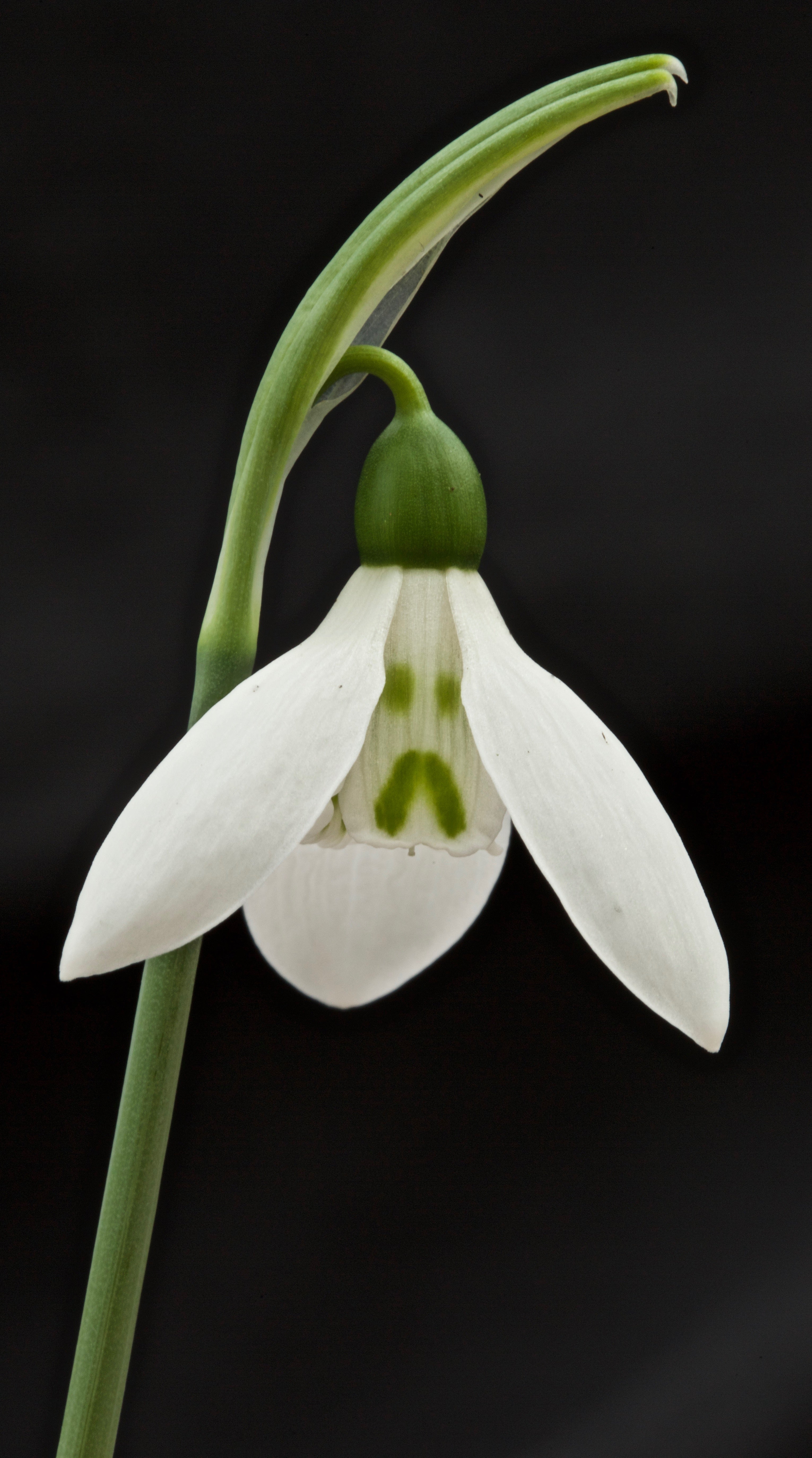 Galanthus elwesii ‘El Bandito’