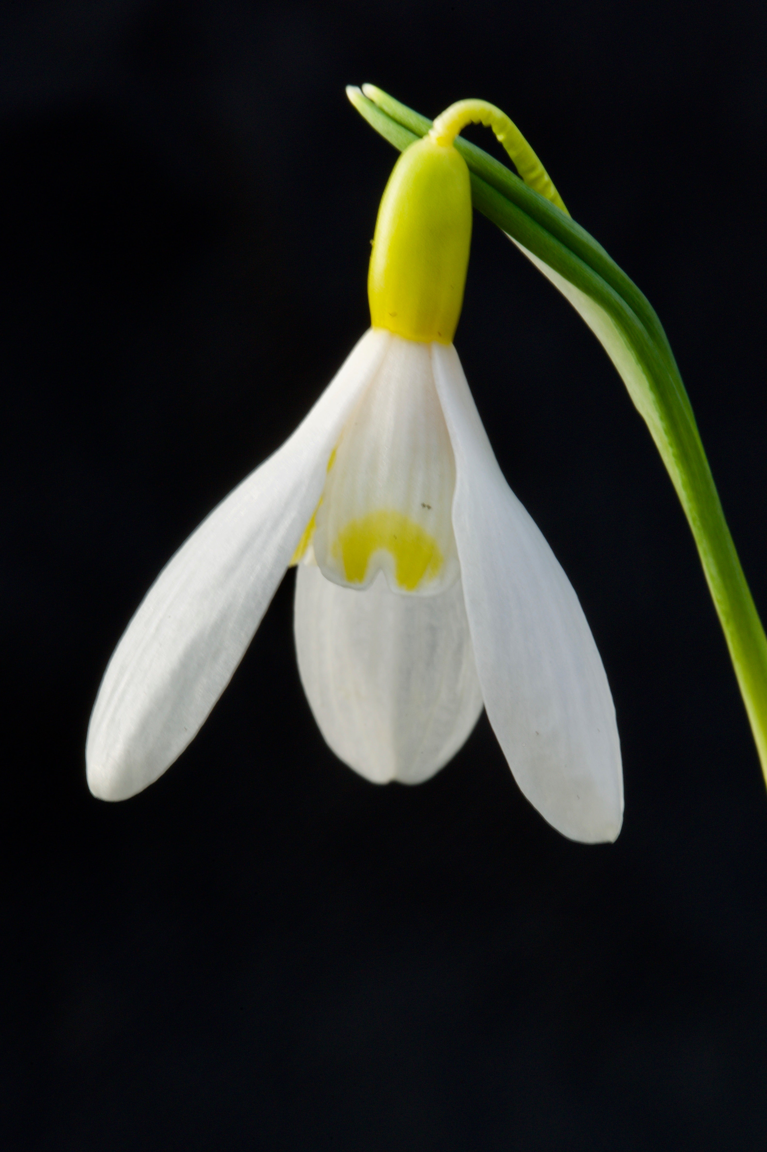 Galanthus ‘Fiona’s Gold’