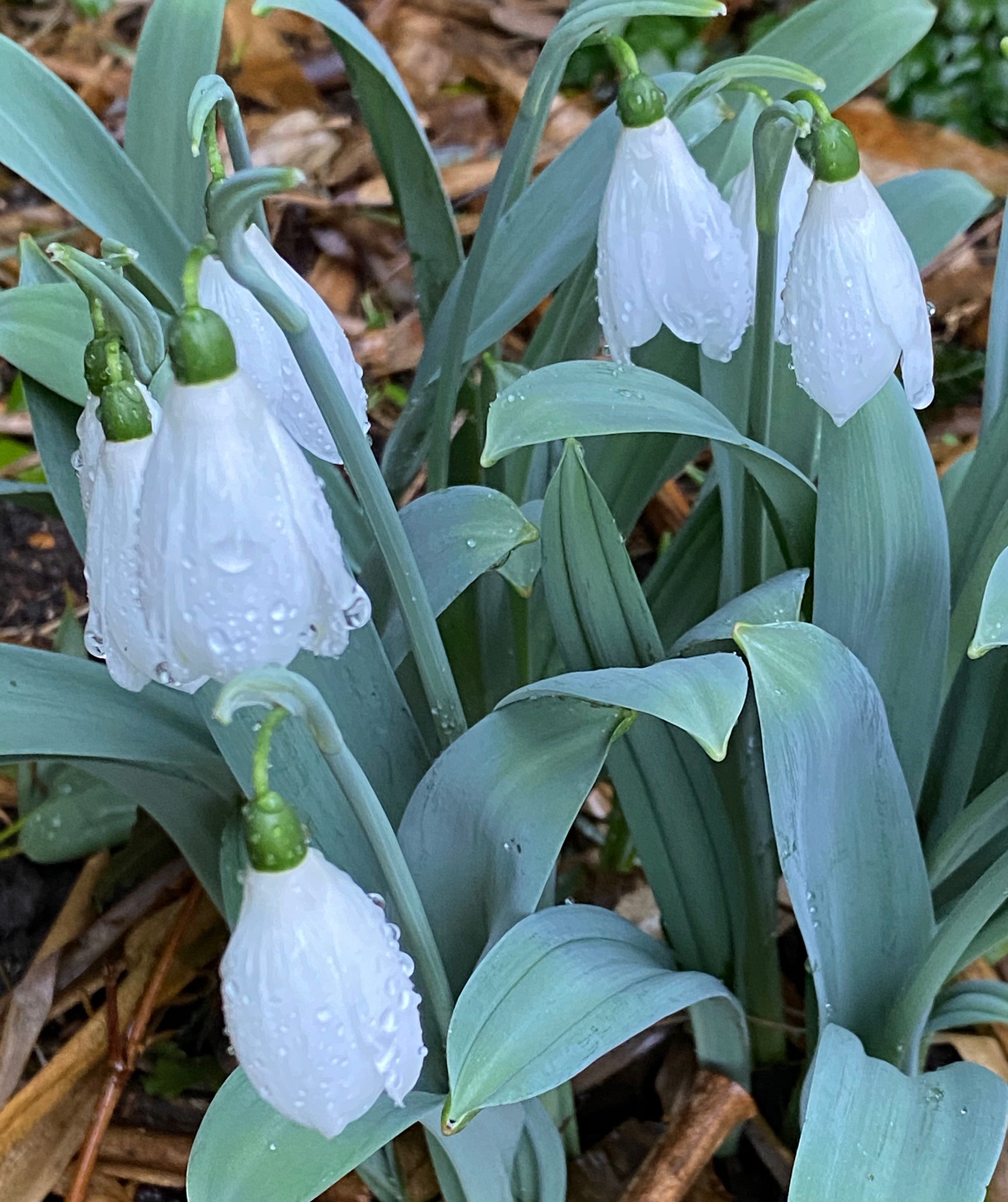 Galanthus elwesii ‘Helen Tomlinson’