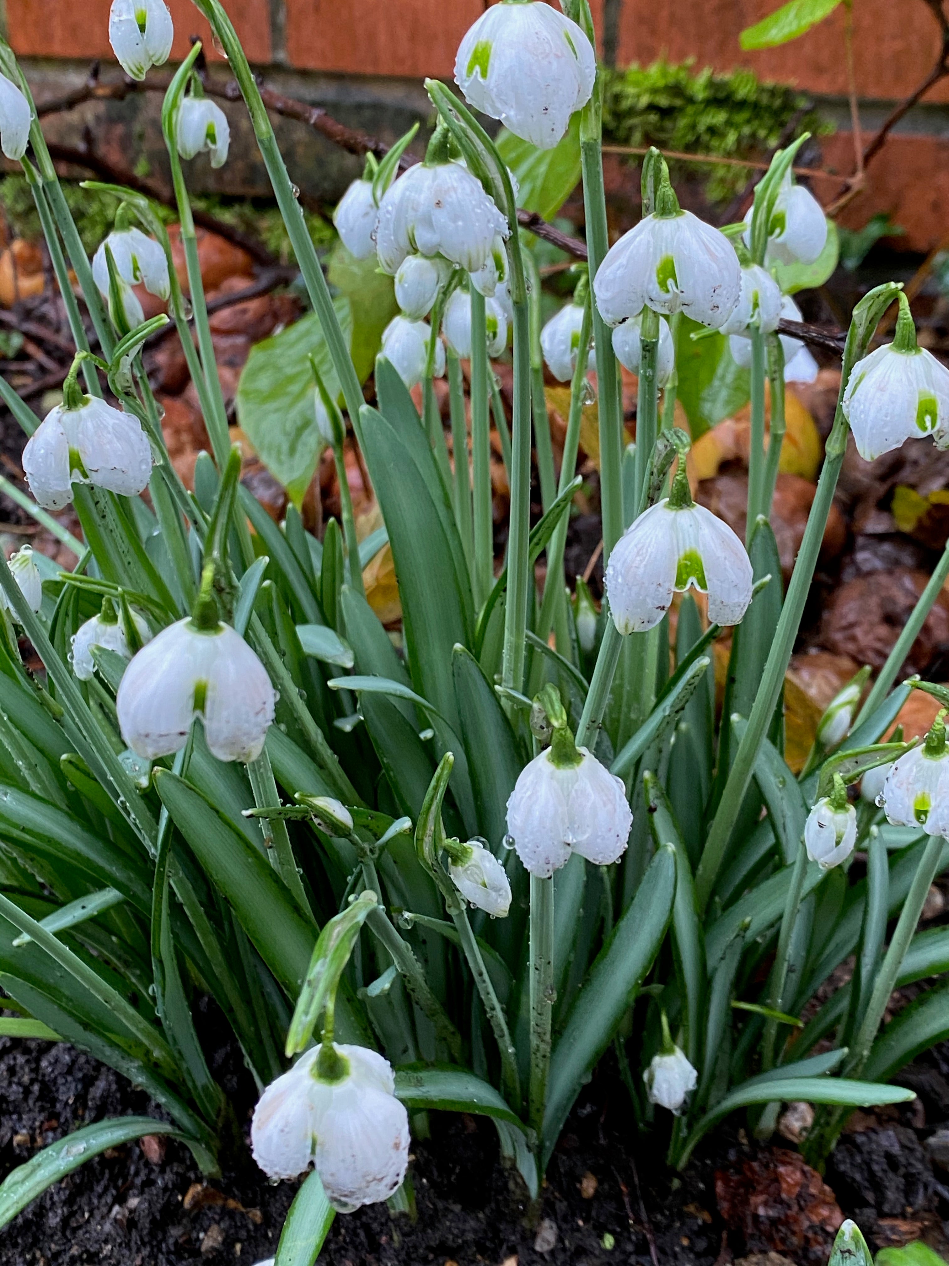 Galanthus ‘Hyppolyta’