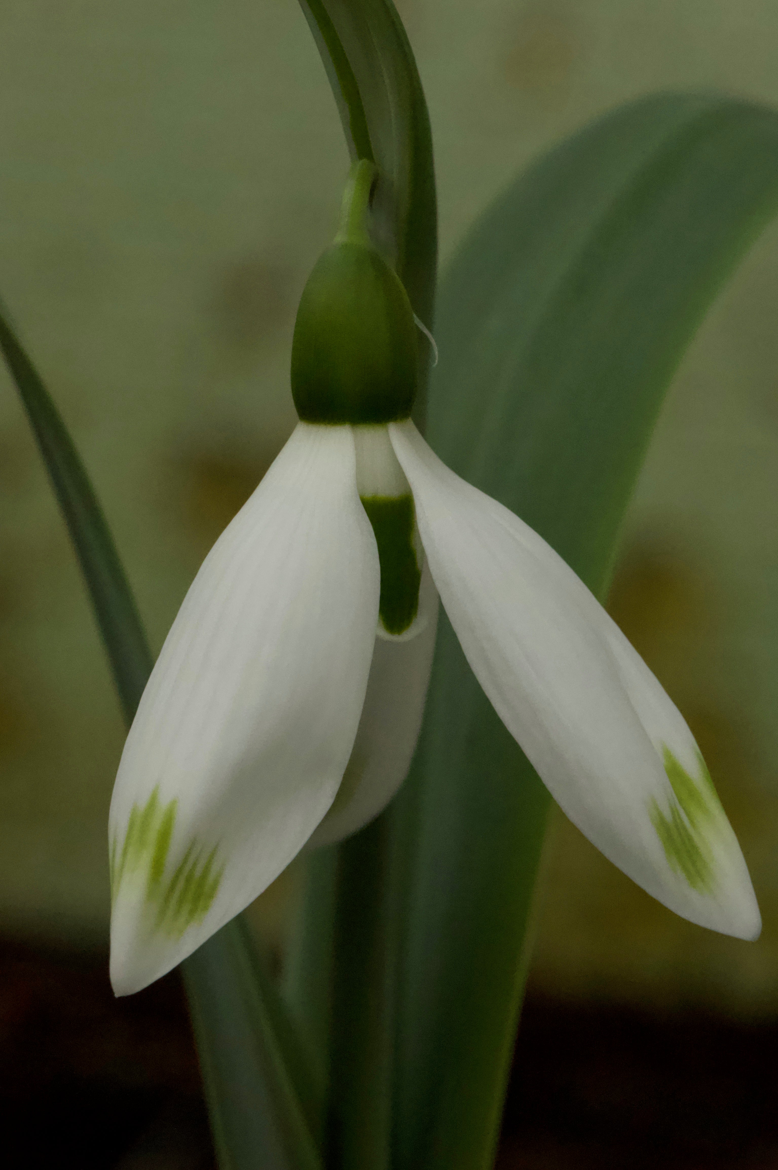 Galanthus ‘Ivy Cottage Green Tips’
