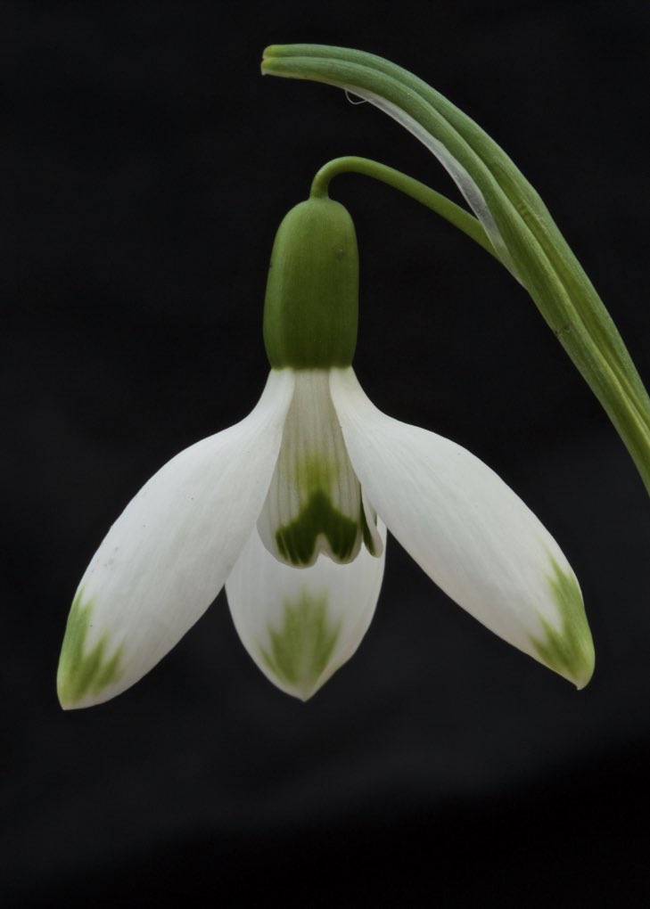 Galanthus ‘Jack By The ‘Edge’