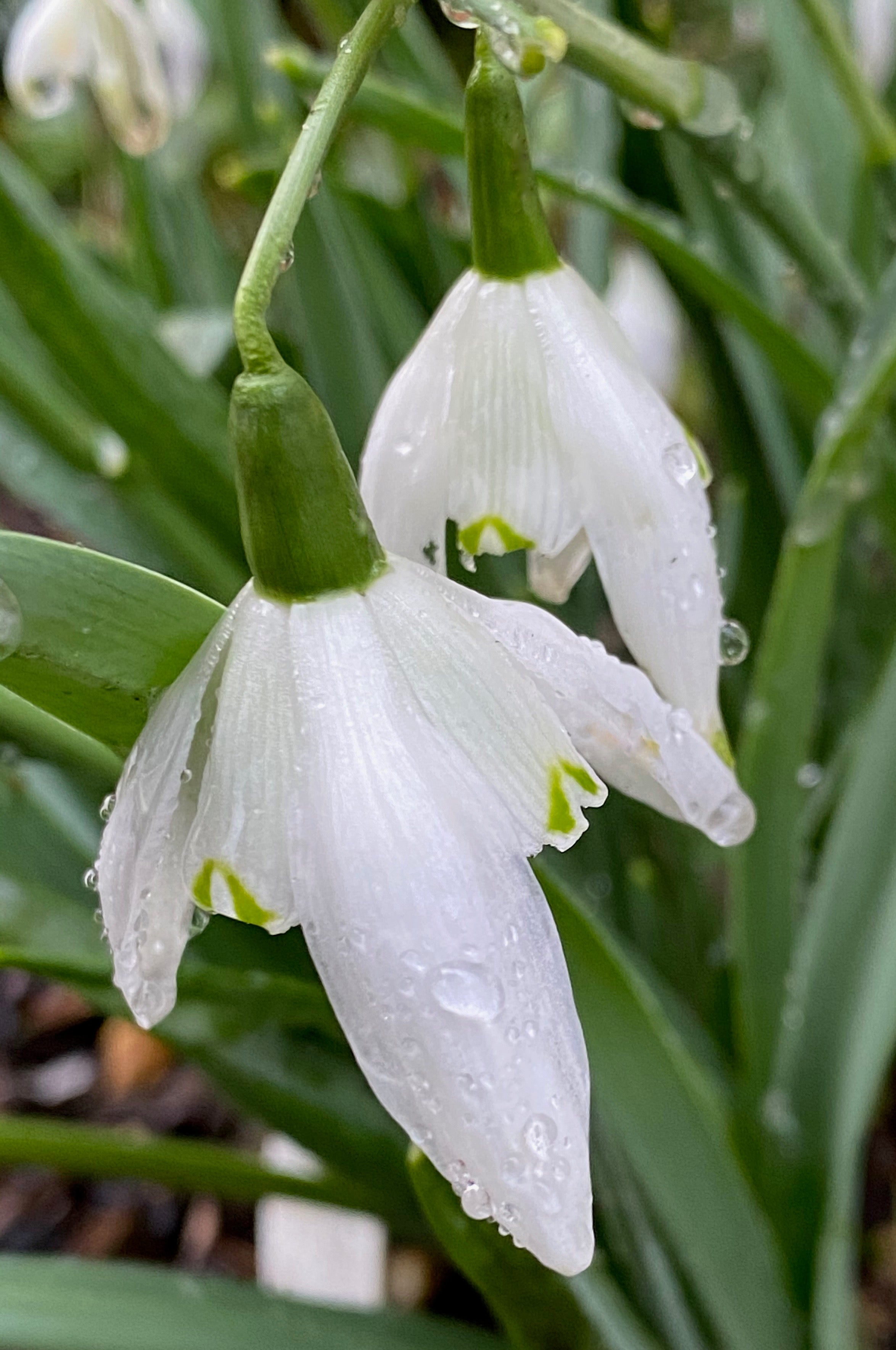Galanthus ‘Lady Beatrice Stanley’