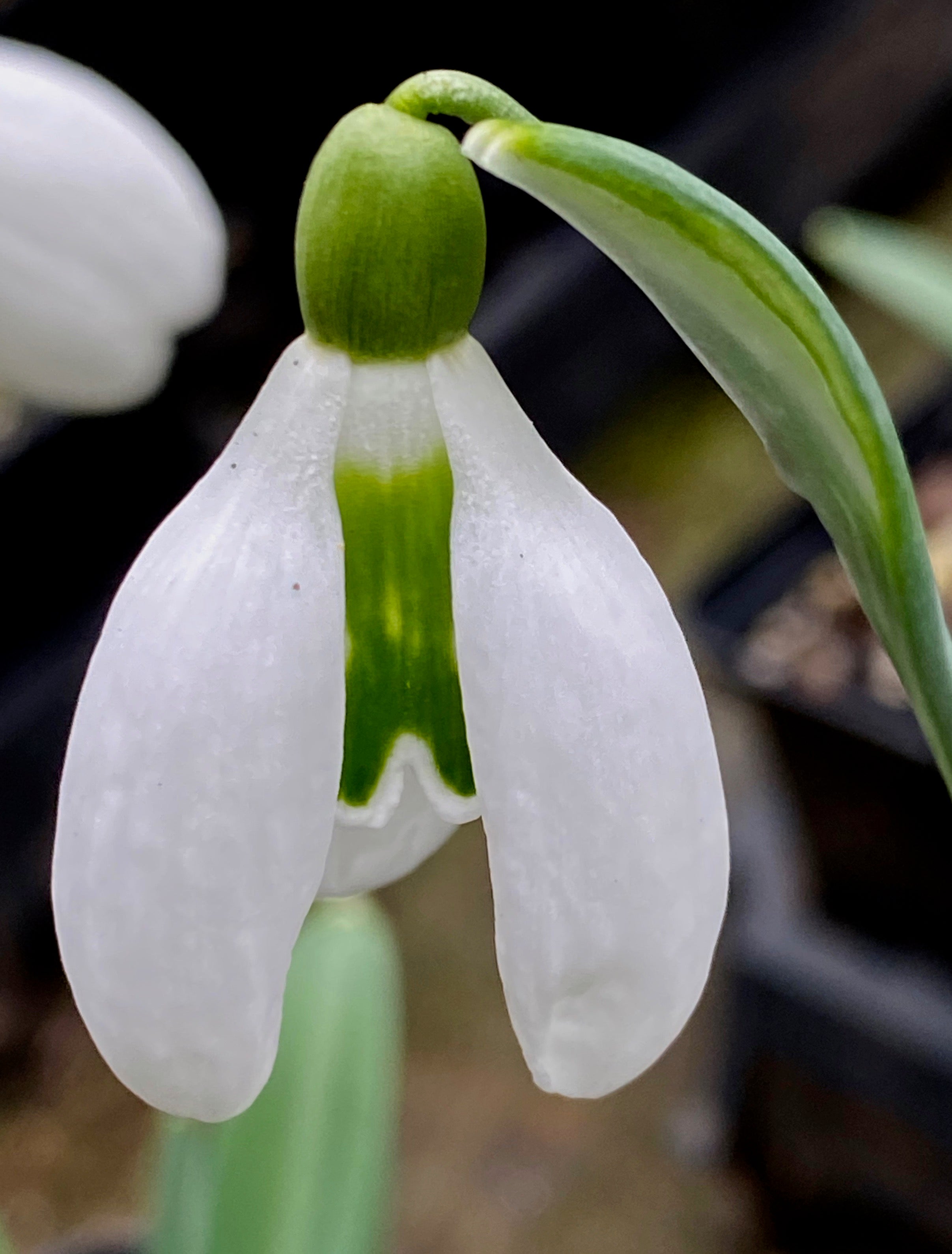 Galanthus ‘Lord Lieutenant’