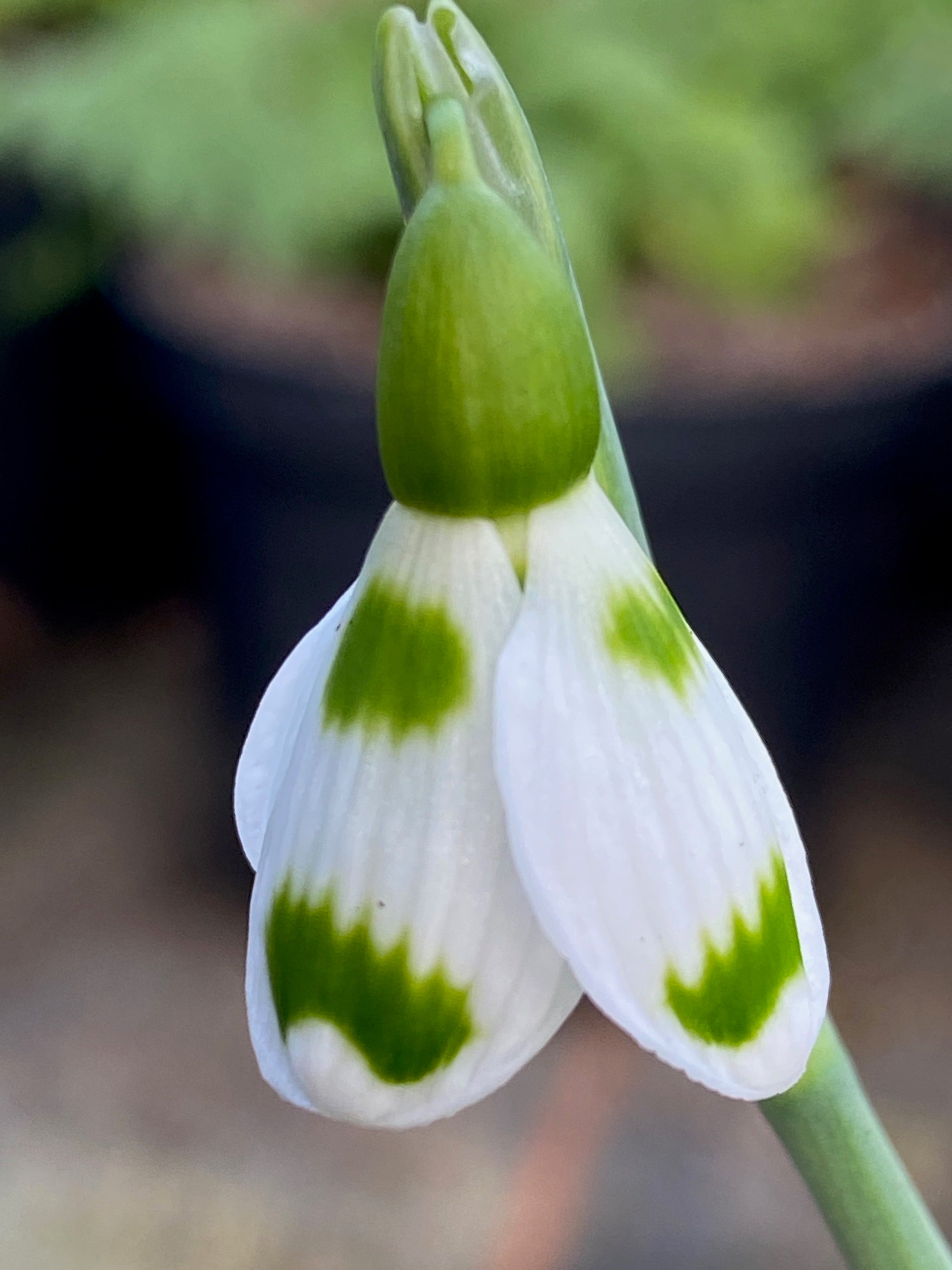 Galanthus ‘Lucy’