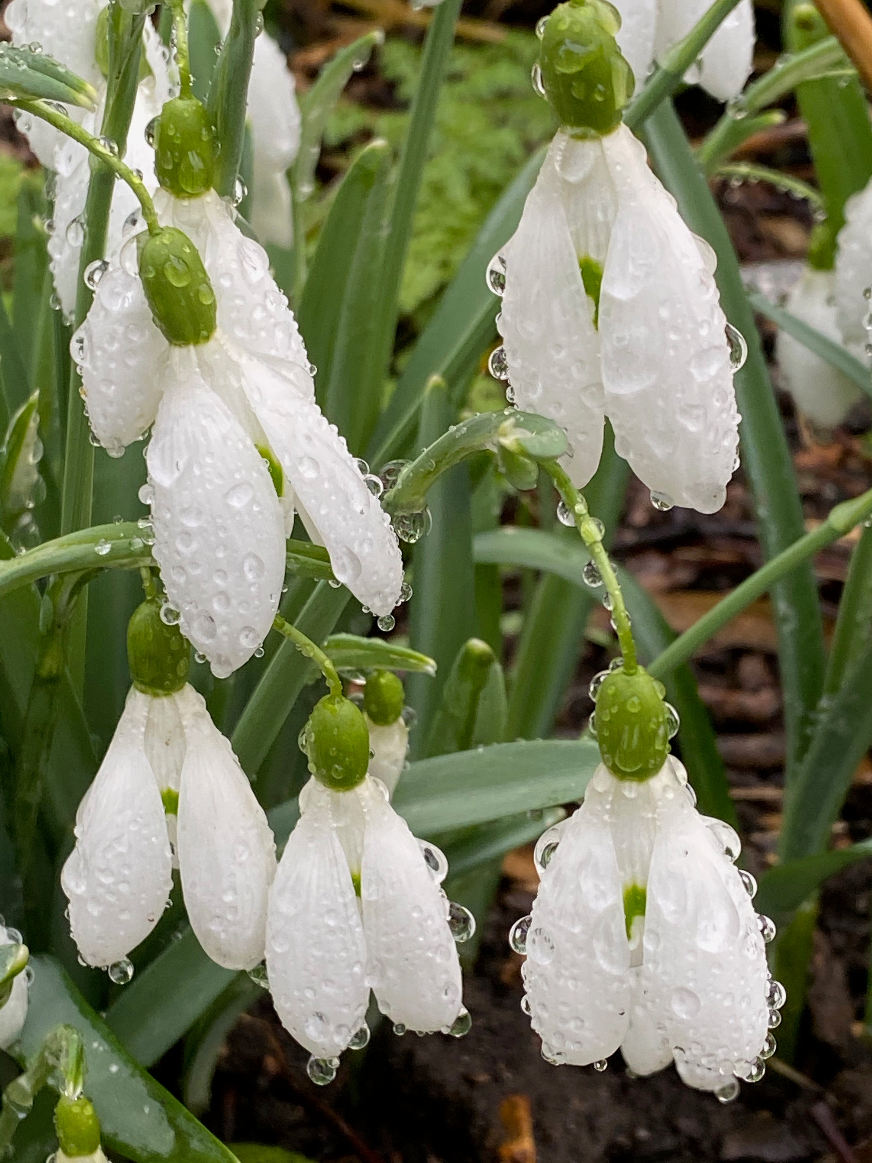 Galanthus ‘Magnet’