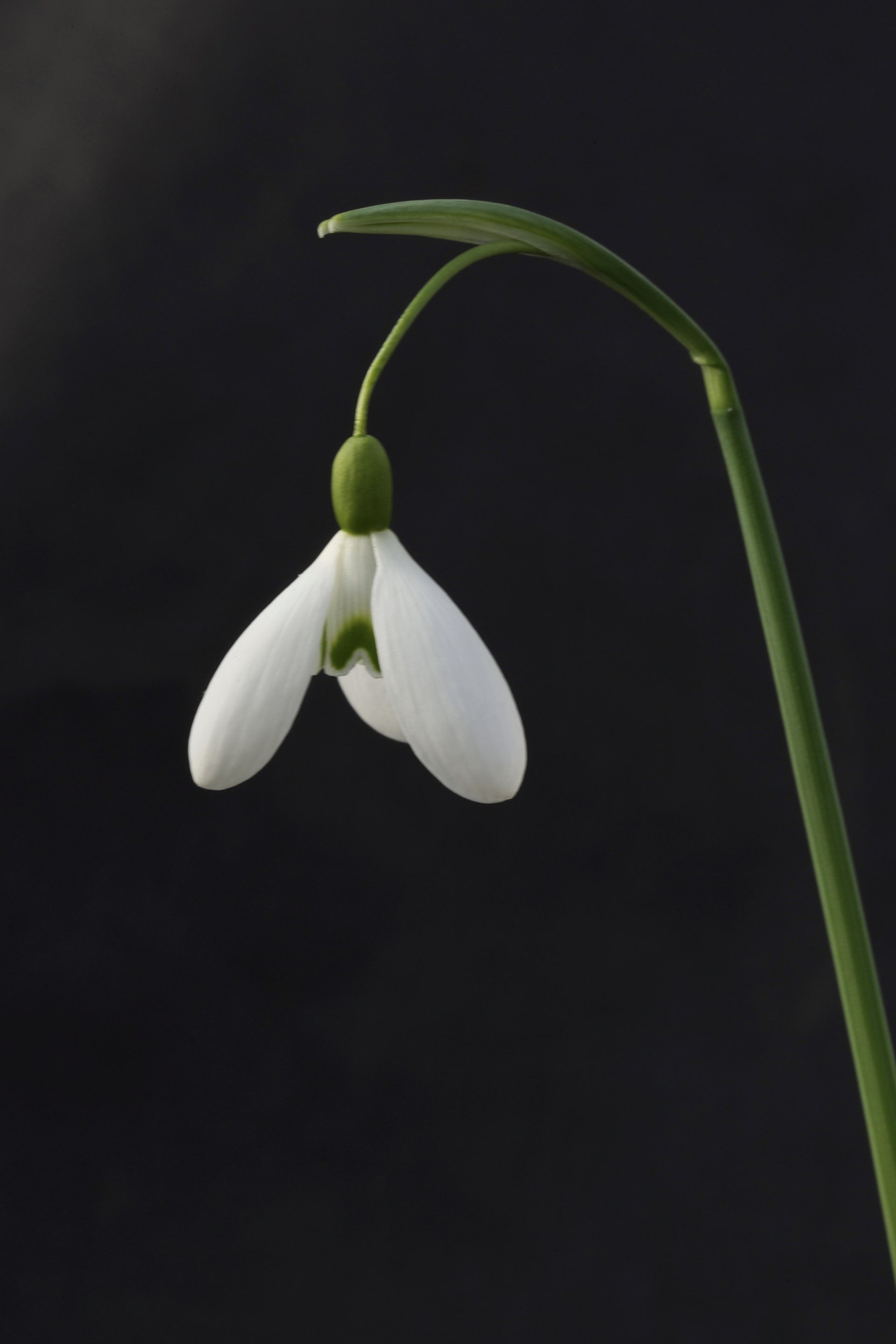 Galanthus ‘Magnet’