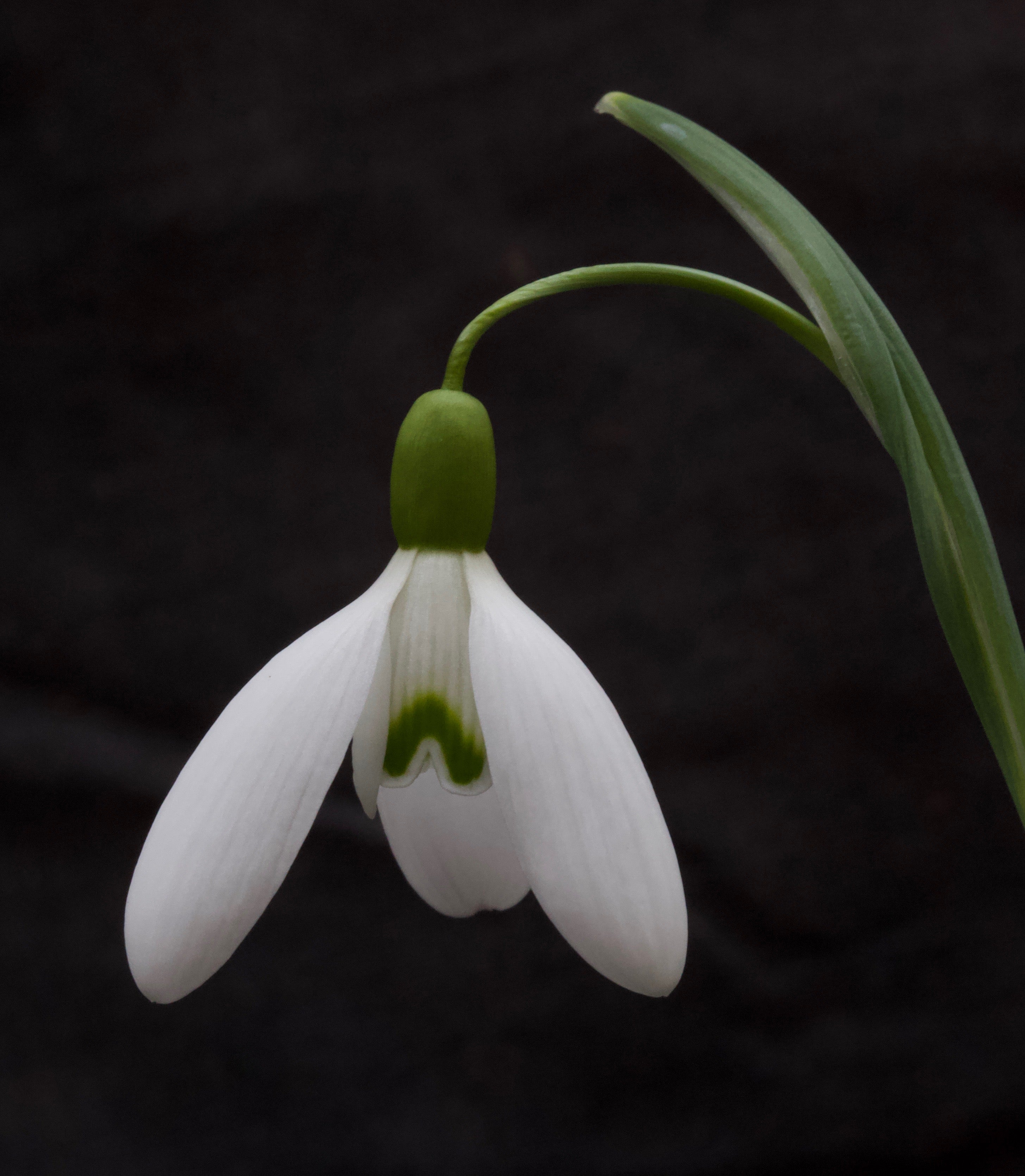 Galanthus ‘Magnet’