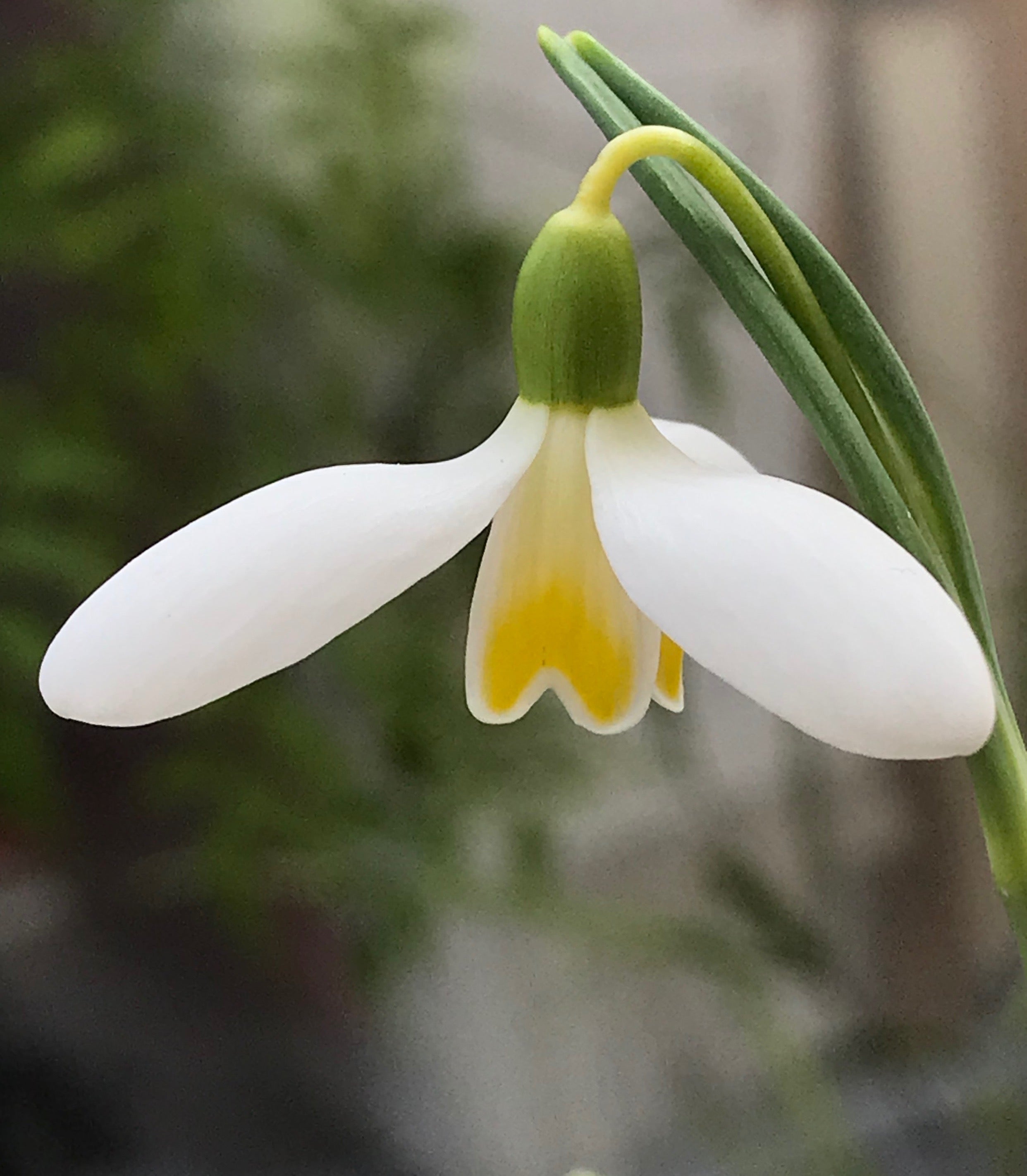Galanthus ‘Mother Goose’