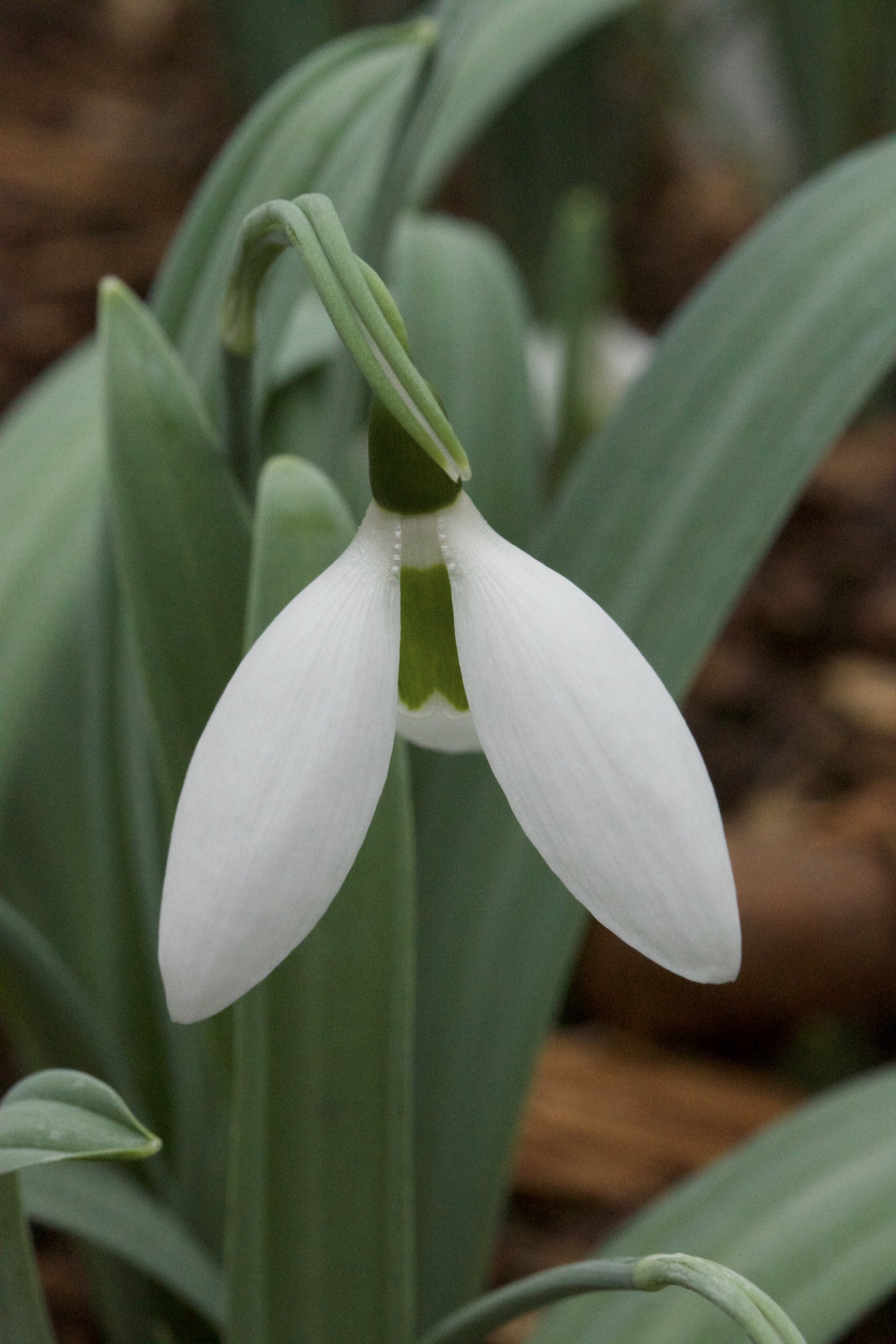 Galanthus ‘Penelope Ann’