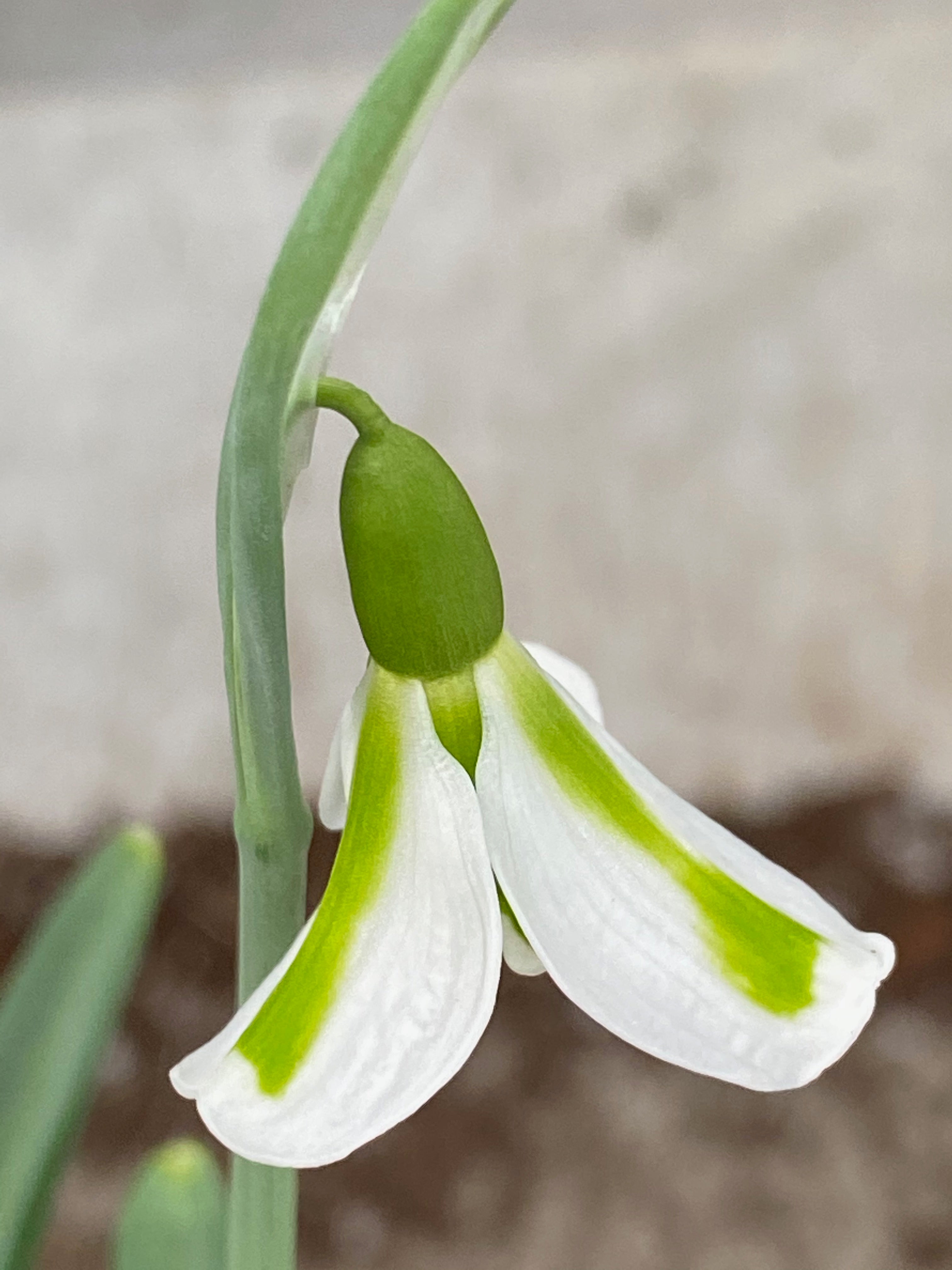 Galanthus ‘Philippe Andre Meyer’