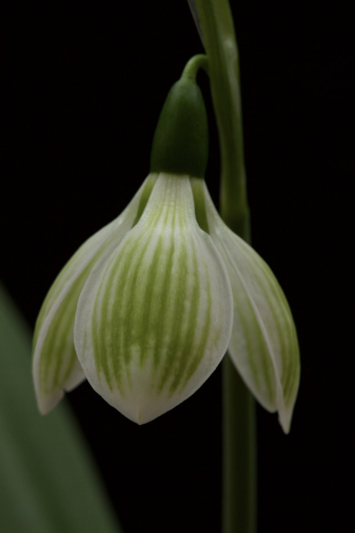 Galanthus ‘Rosemary Burnham’