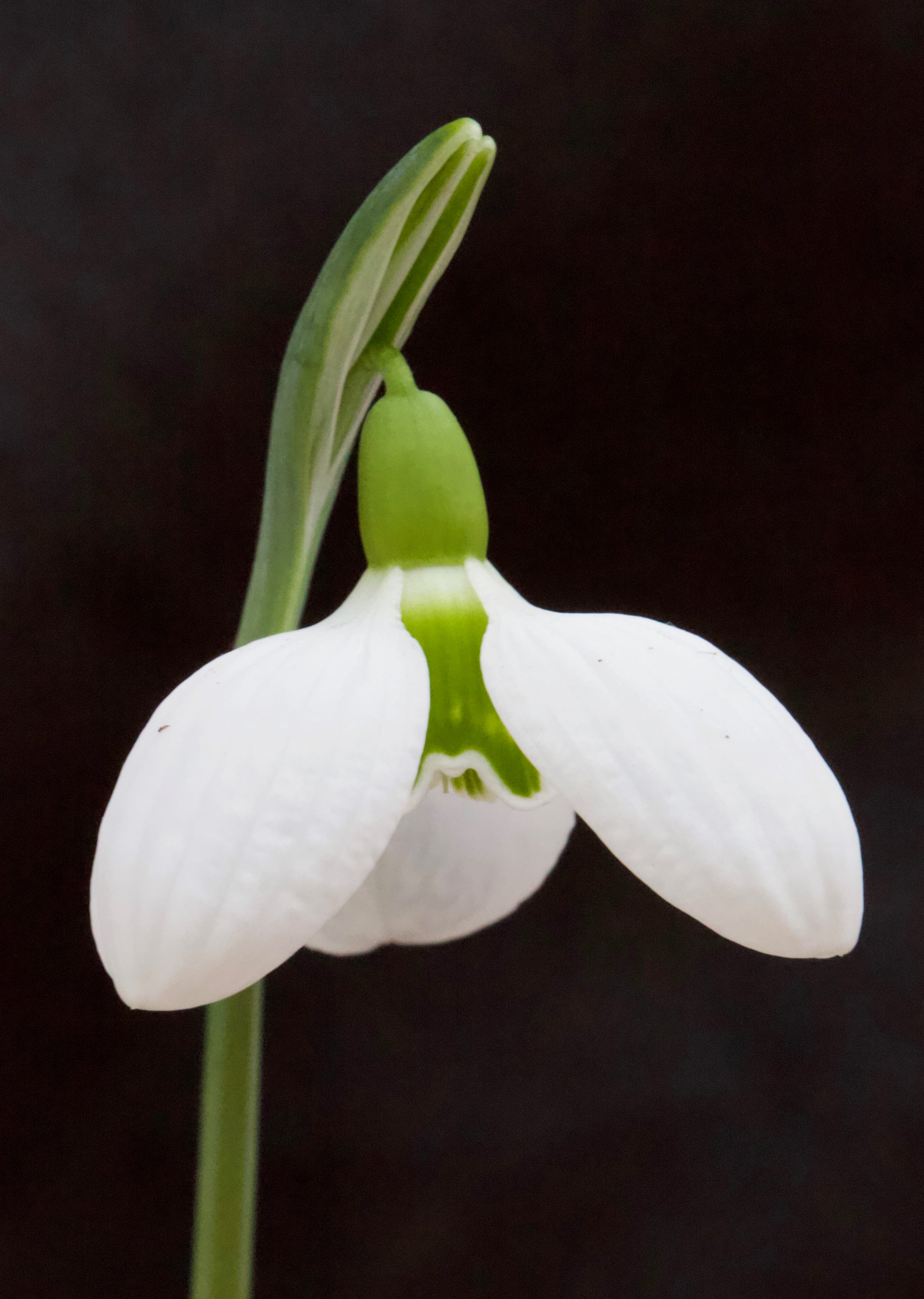 Galanthus ‘Three Ships’