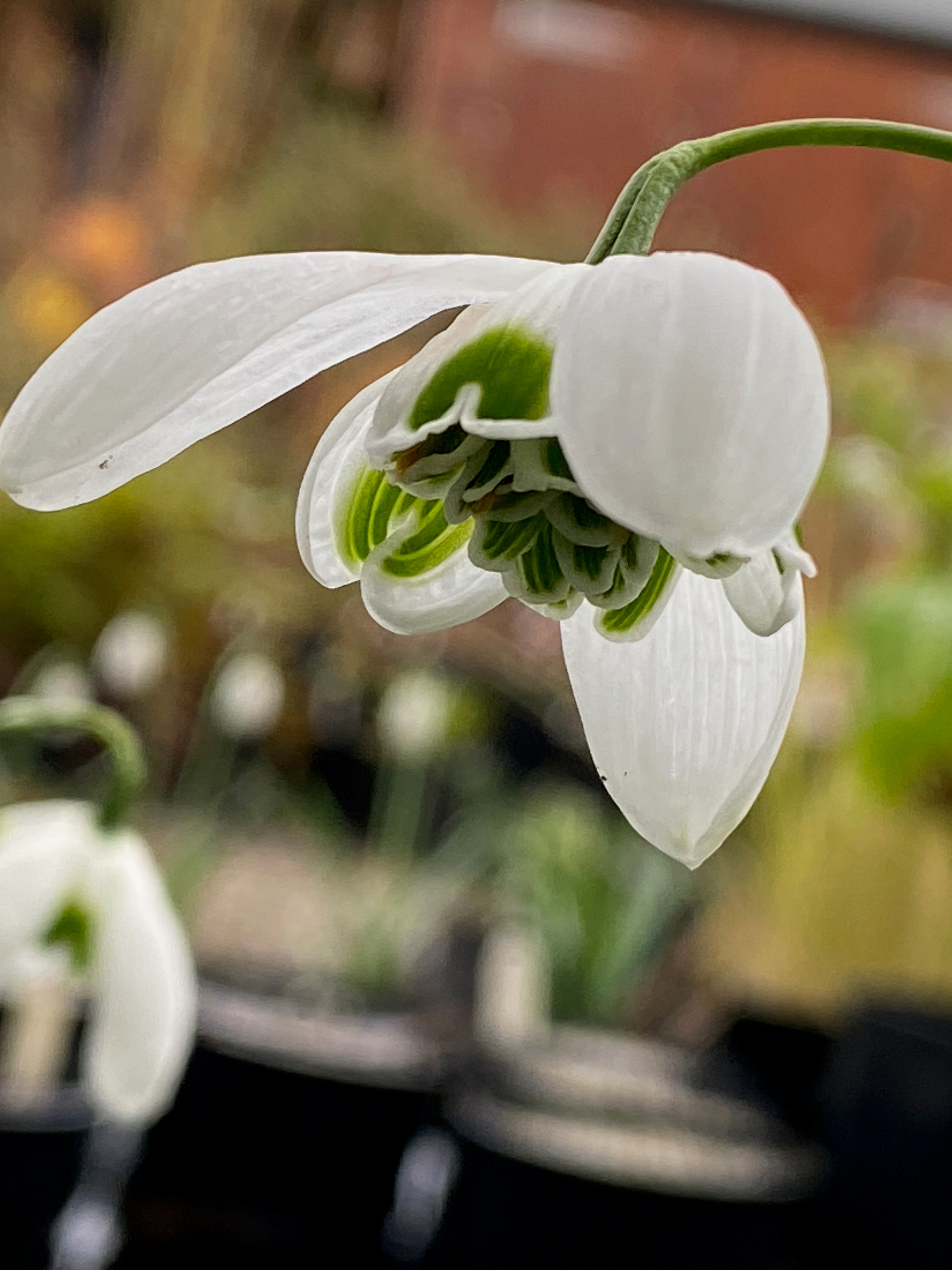 Galanthus ‘Titania’