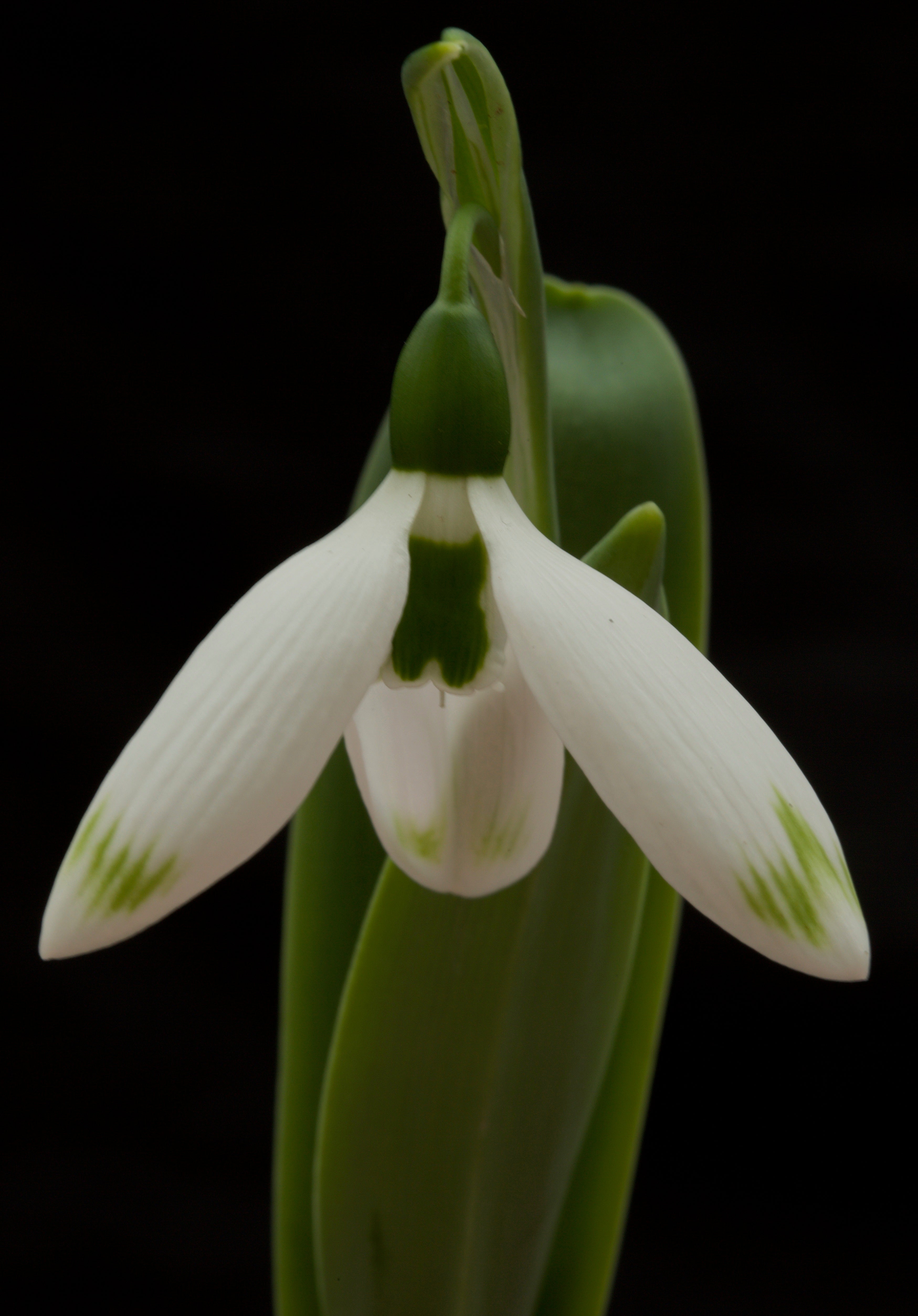 Galanthus ‘Ivy Cottage Green Tips’