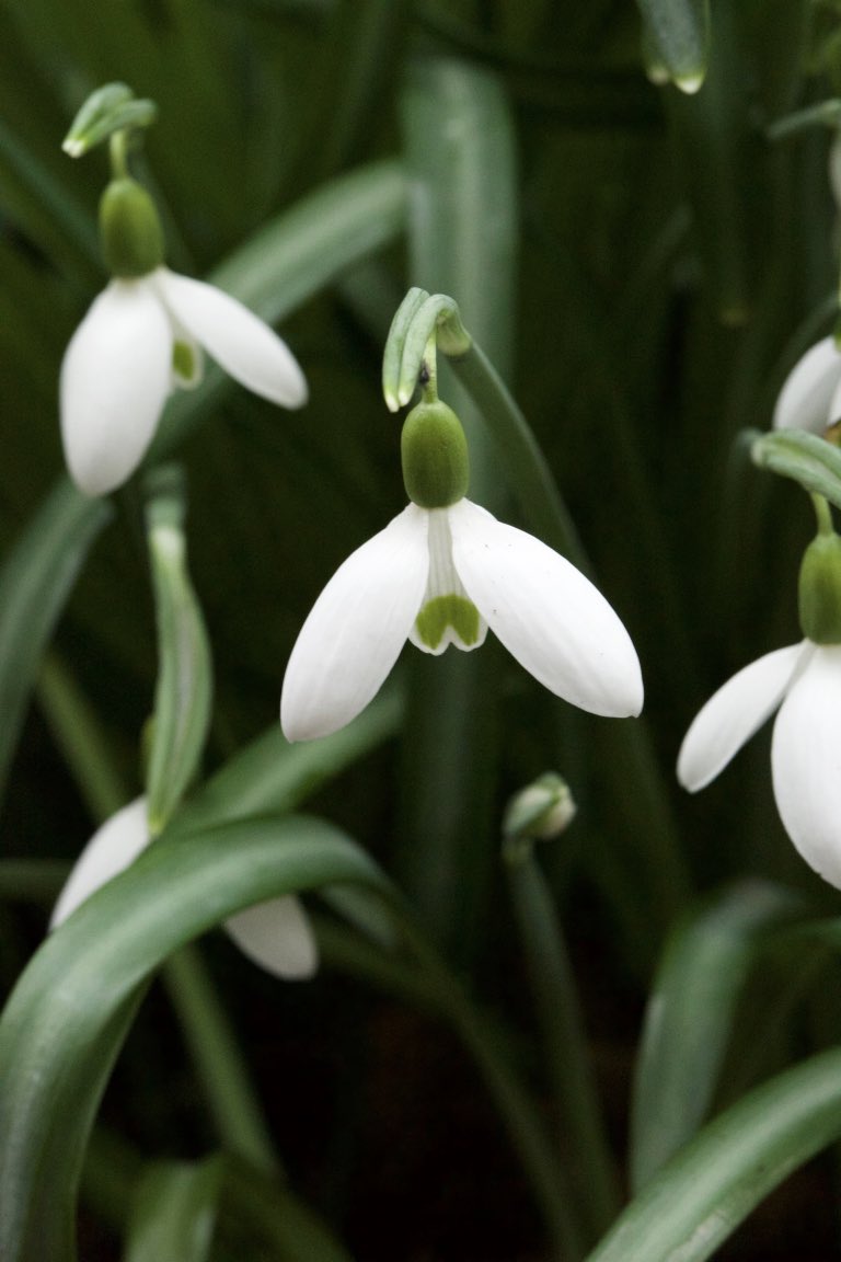 Galanthus reginae-olgae ssp. vernalis ‘Luca’