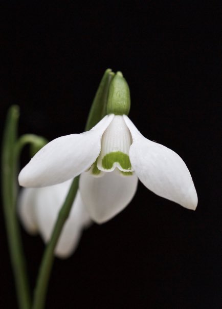 Galanthus rizehensis ‘Lady Latife’