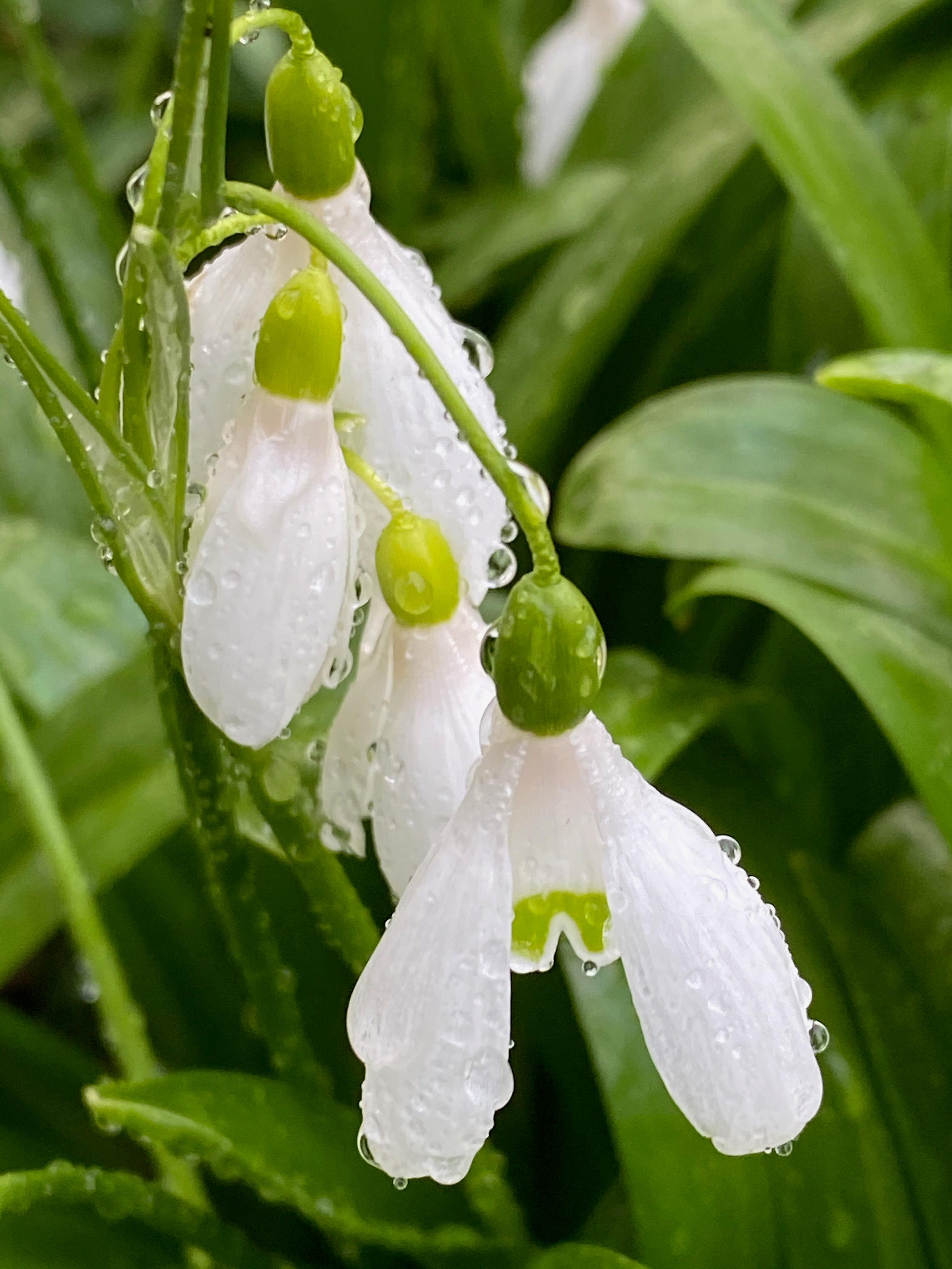 Galanthus woronowii