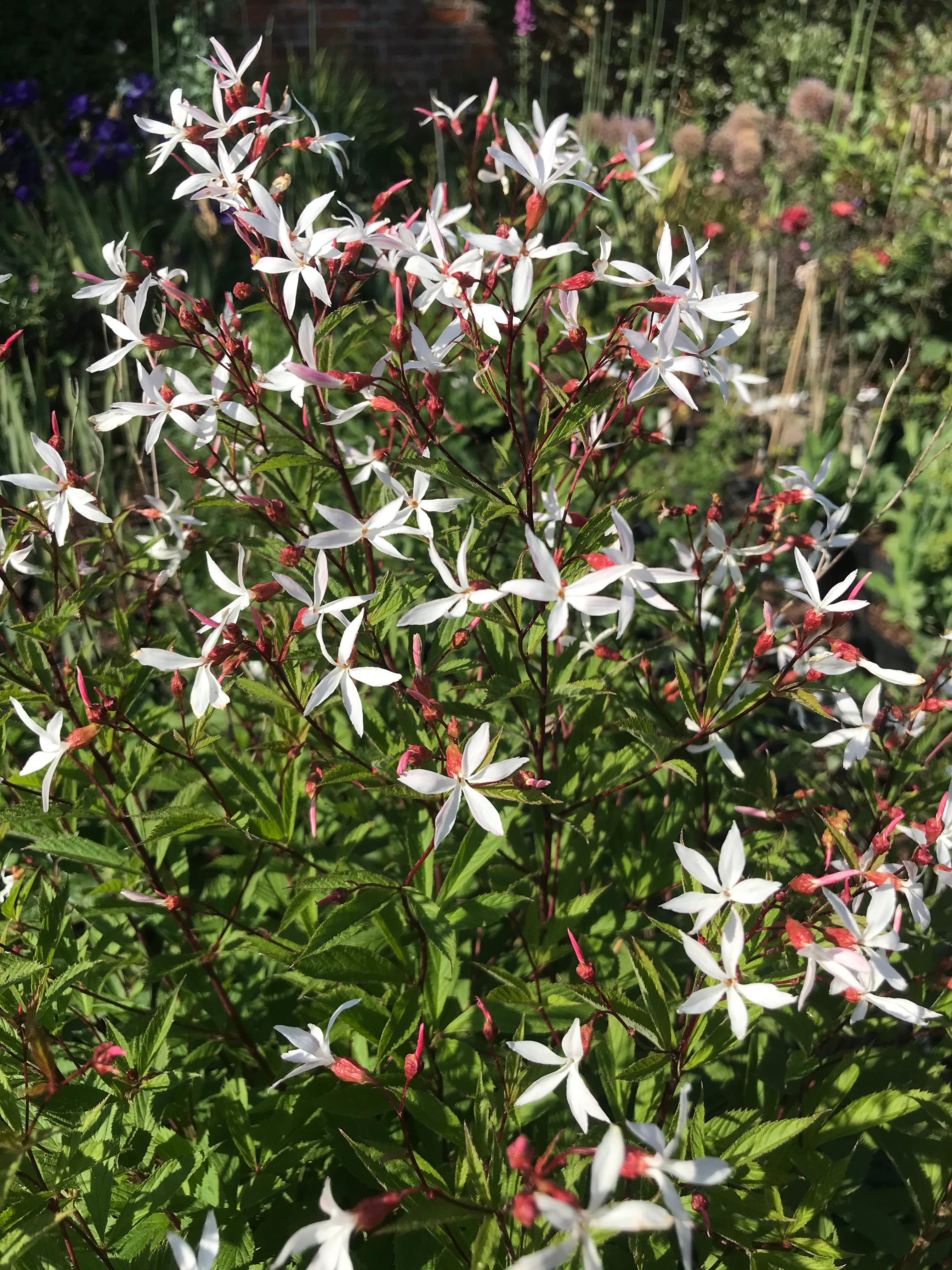 Gillenia trifoliata AGM